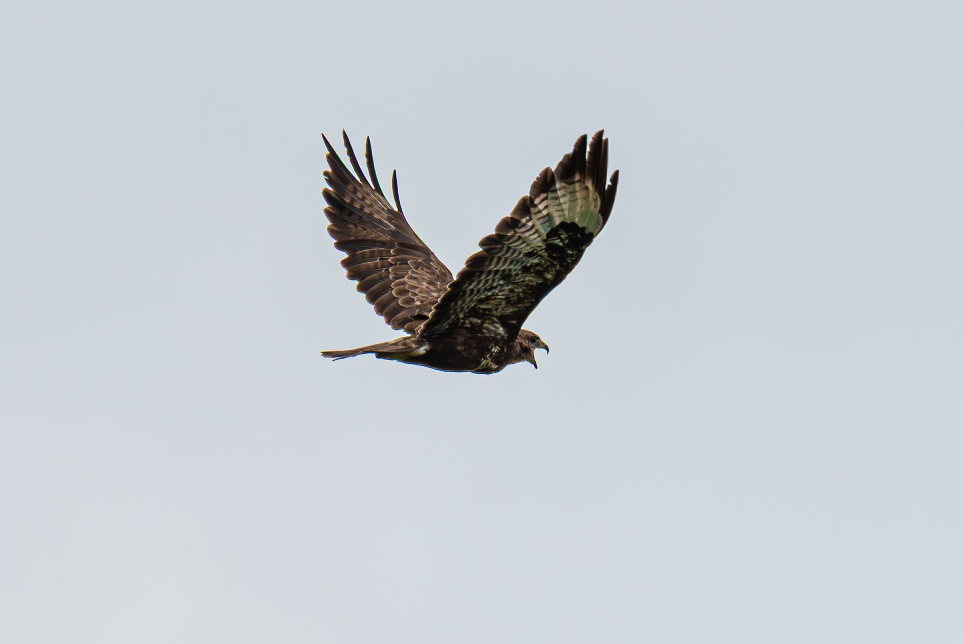 Een roofvogel met gespreide vleugels vliegt tegen een bleke hemel.