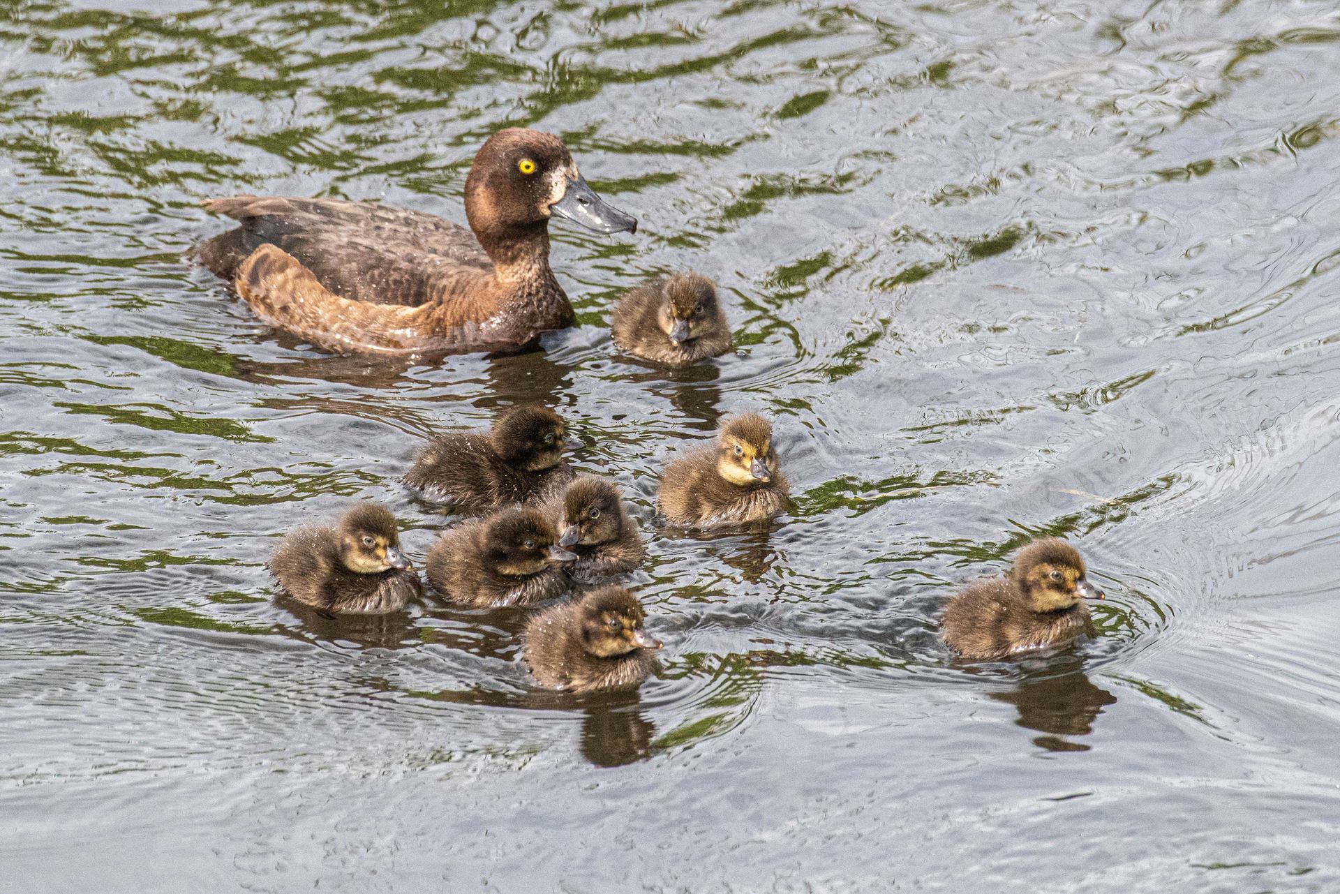Eend met meerdere pluizige eendjes die in het water zwemmen.