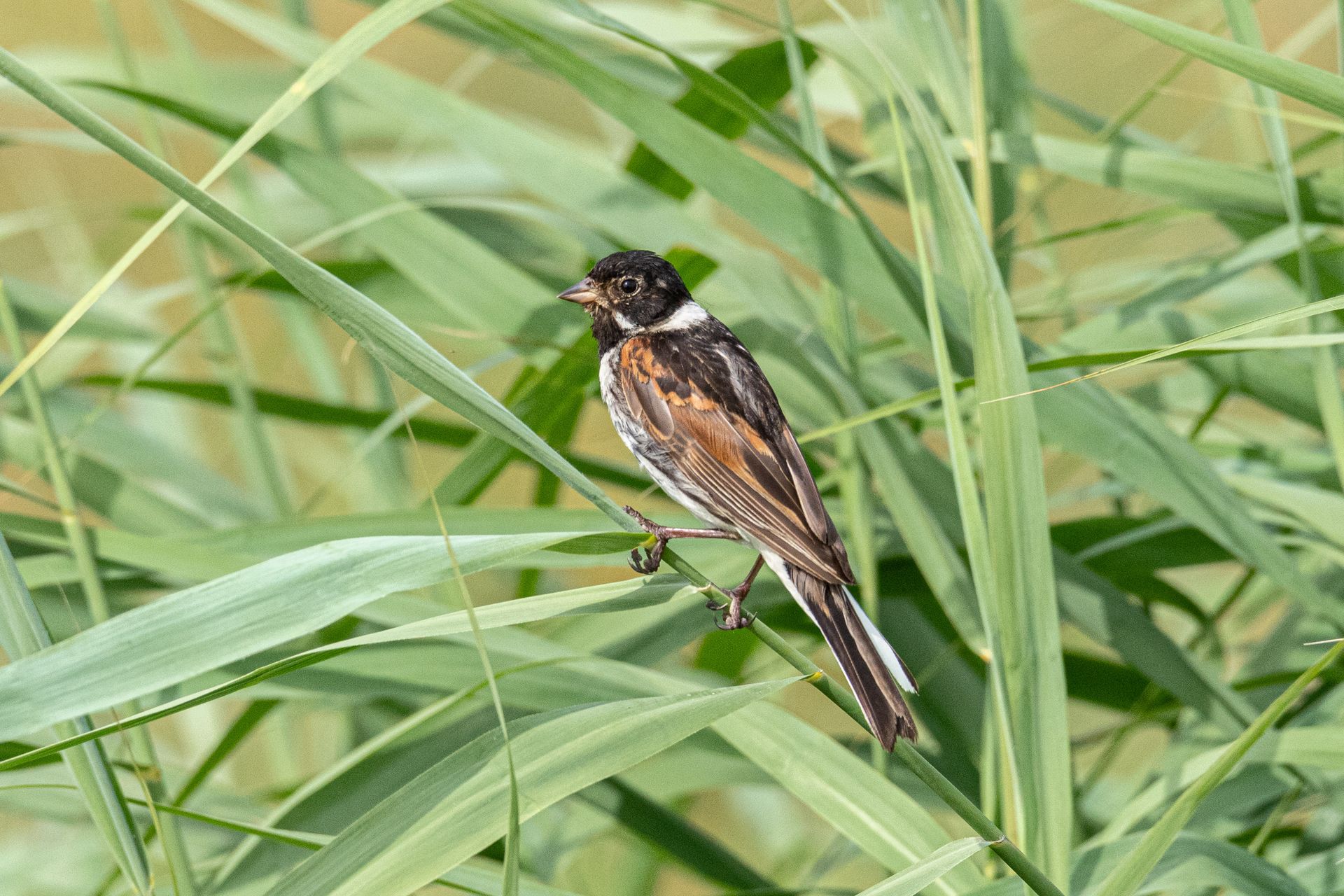 Een vogel, met een bruine rug, zwarte kop en witte strepen, zit op groene rietstengels.