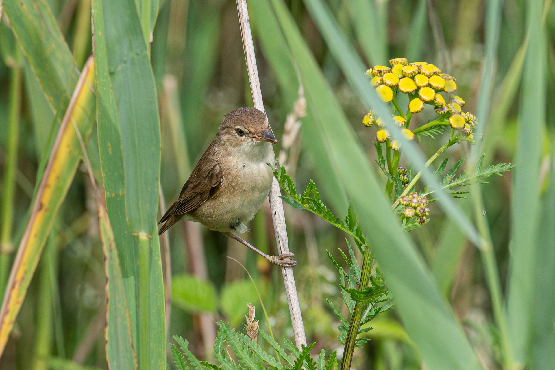 Een klein bruin vogeltje zat op een stengel, omringd door groene rietstengels en gele bloemen.