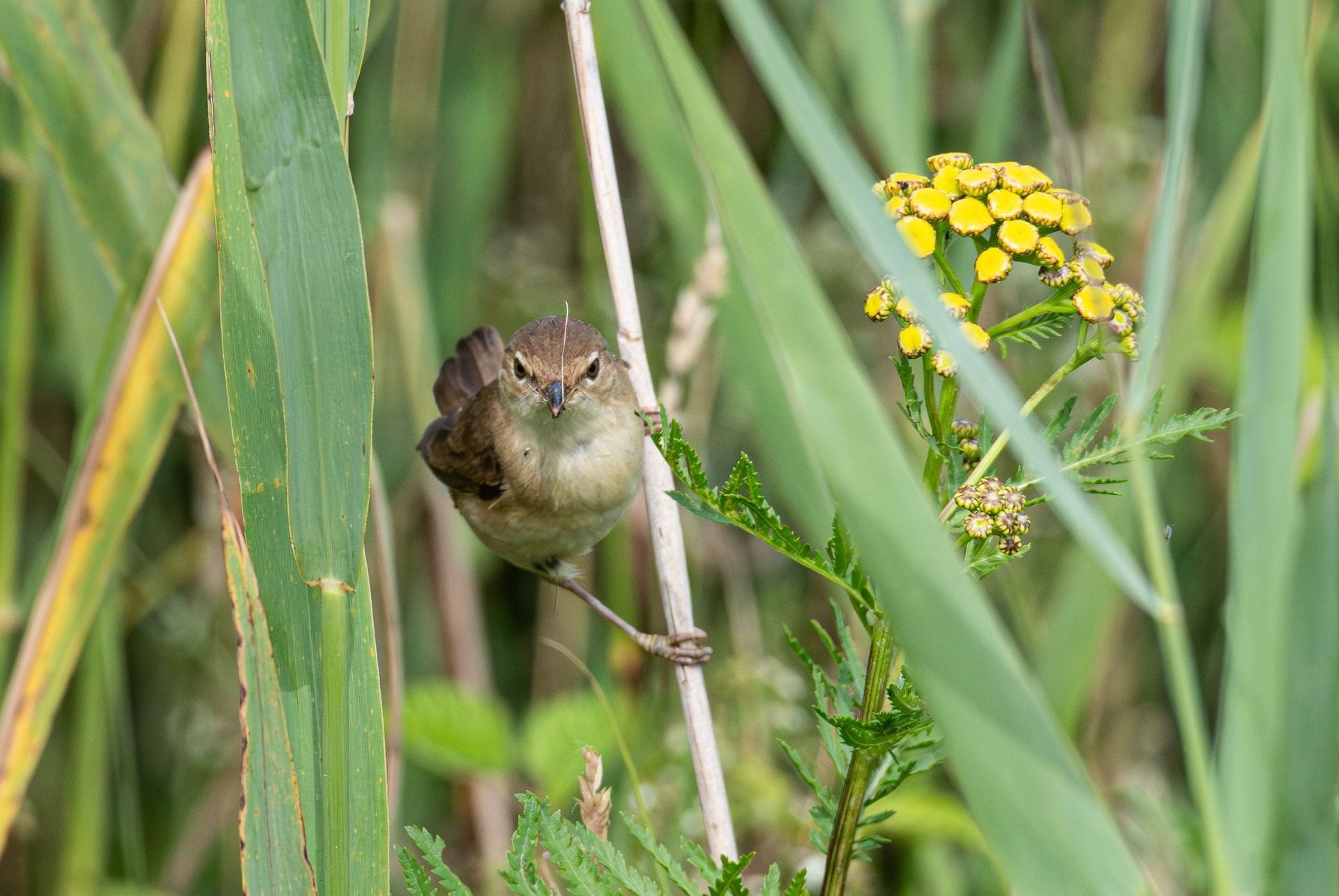 Een klein bruin vogeltje zit op een tak, met zijn kop naar voren gericht. Het is omgeven door groene rietstengels en gele bloemen.
