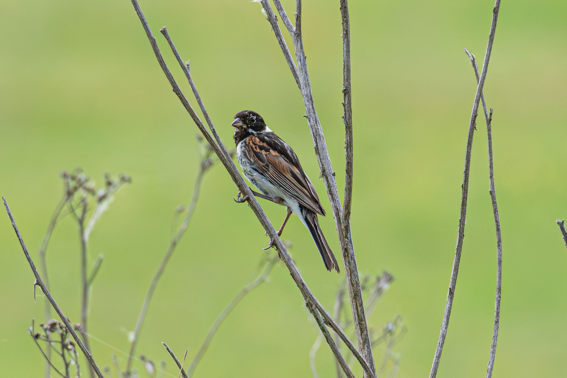 Vogel met donkere kop en bruine rug, zittend op dunne, droge stengels, groene achtergrond.