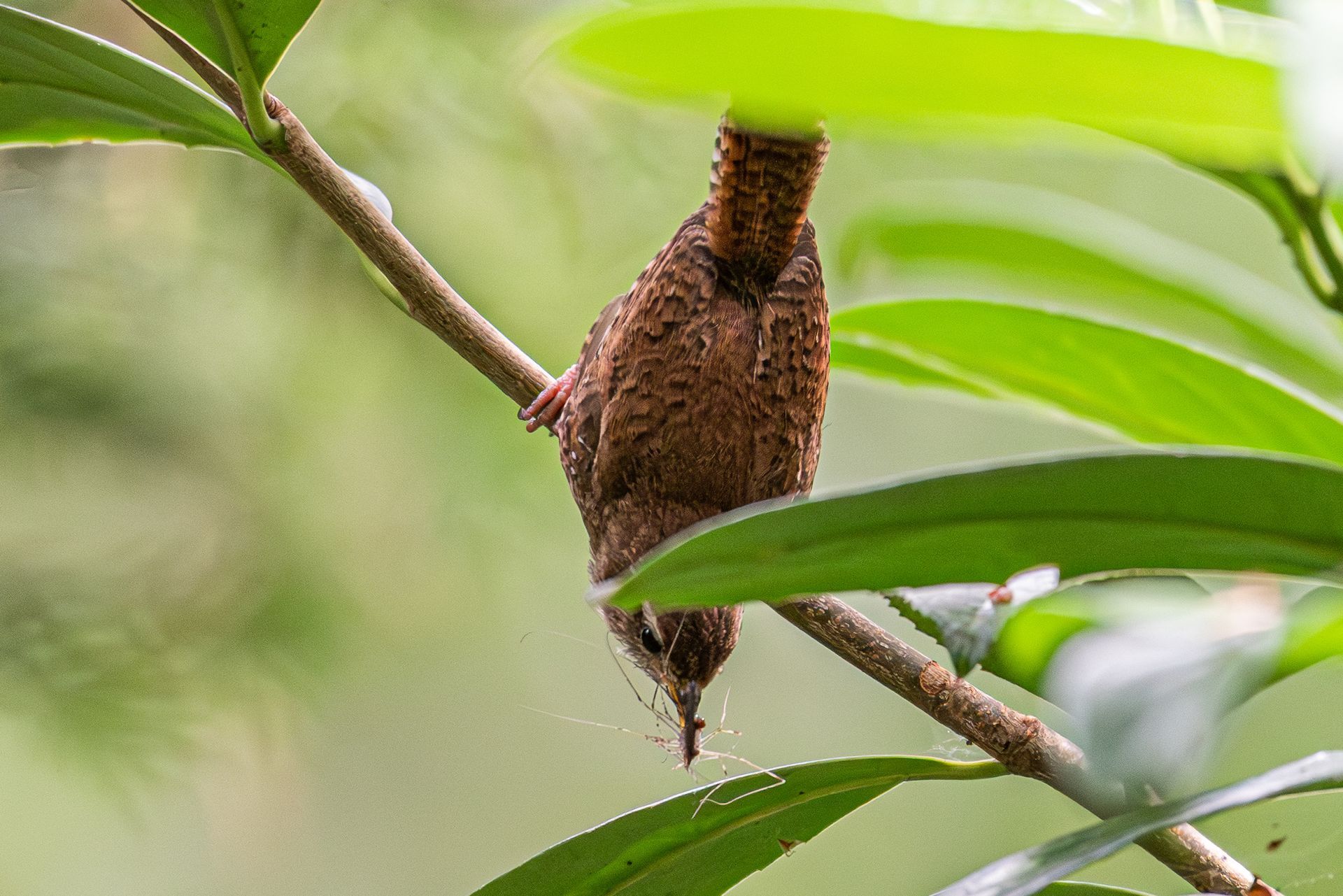 Een bruine vogel hangt ondersteboven aan een tak, in een groene, bladerrijke omgeving.