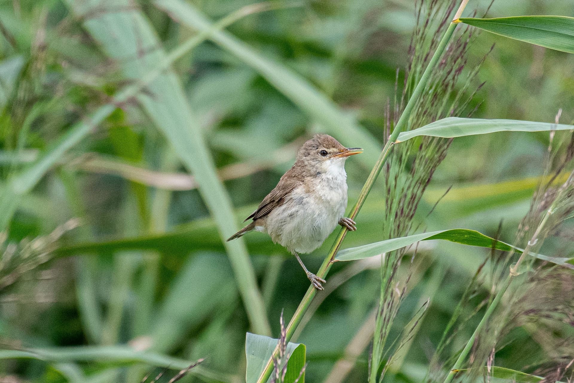 Klein bruin vogeltje zit op een groene rietstengel.
