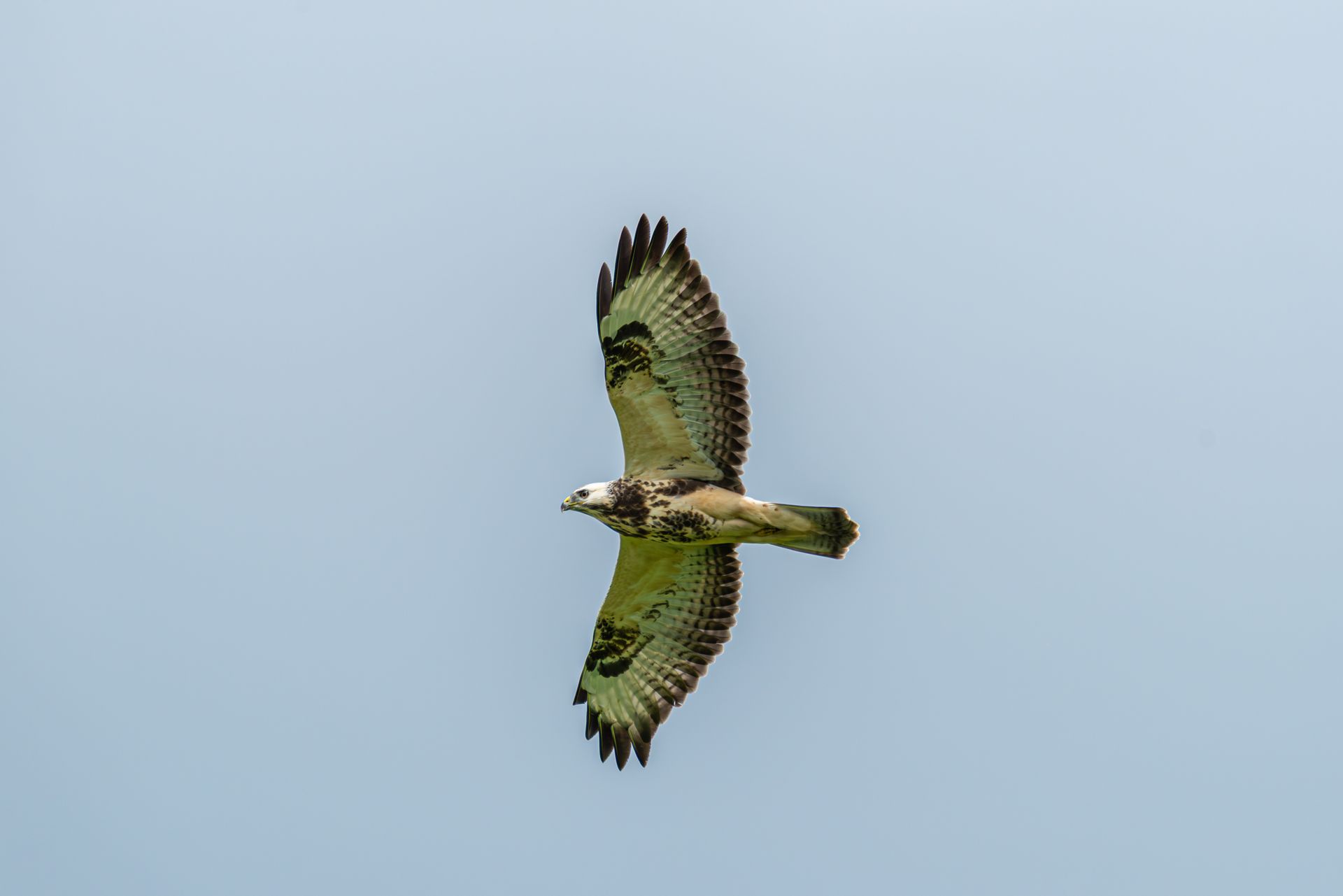 Een roofvogel in vlucht, met gespreide vleugels, tegen een blauwe hemel.