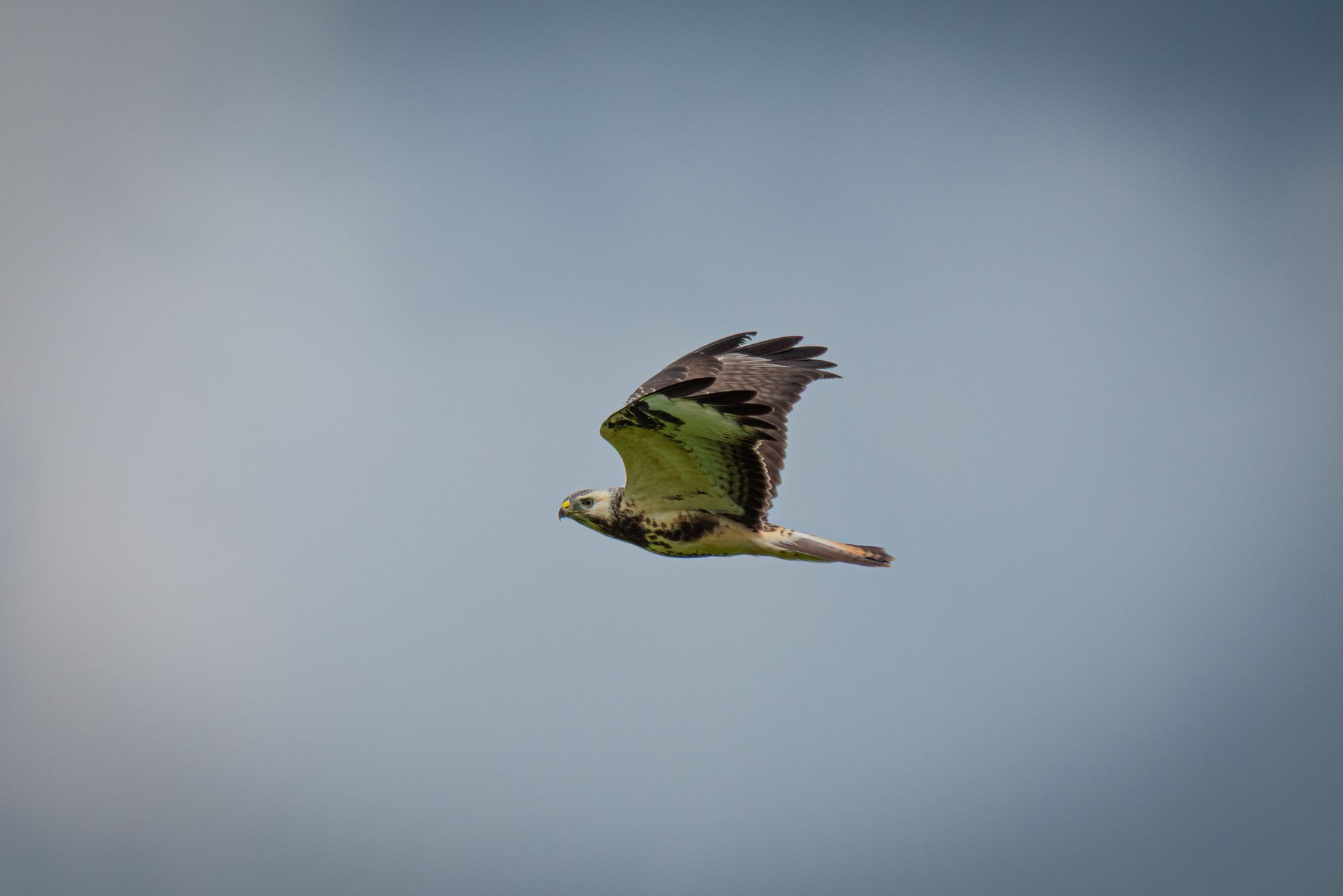 Een roofvogel met donkere vleugels en een wit lichaam zweeft tegen een bewolkte hemel.