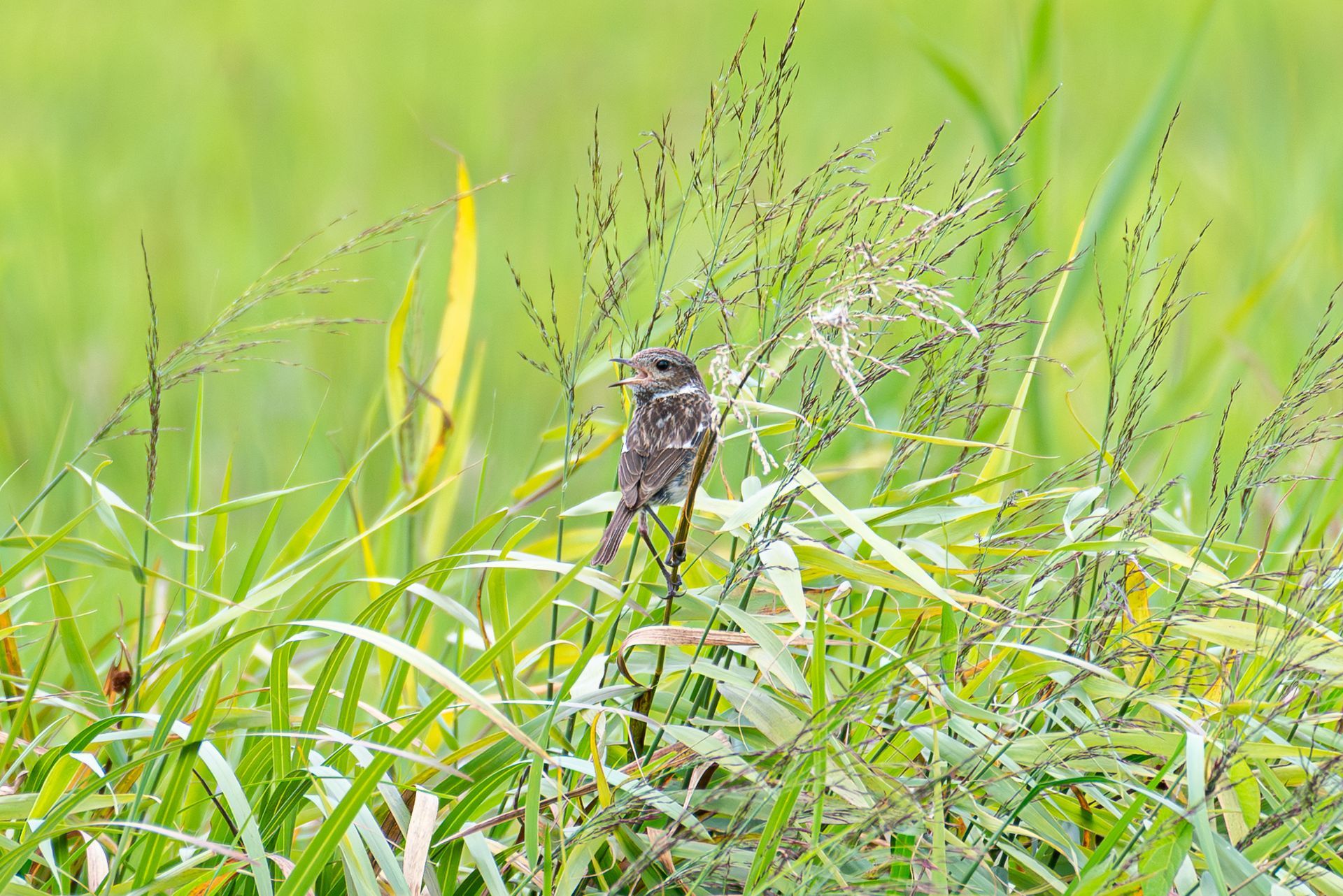 Een vogel zit op een stengel hoog gras in een veld. Bruine en beige veren, groen gebladerte.