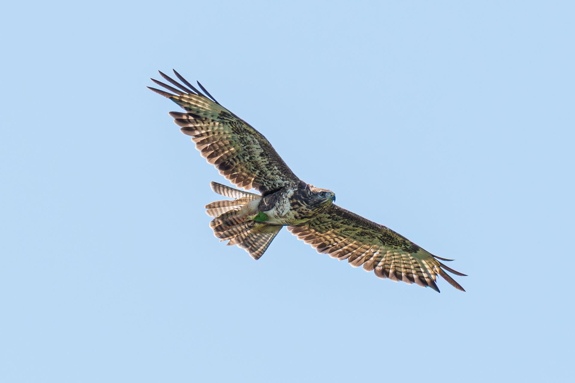 Roofvogel met gespikkelde veren in vlucht tegen een lichtblauwe hemel.