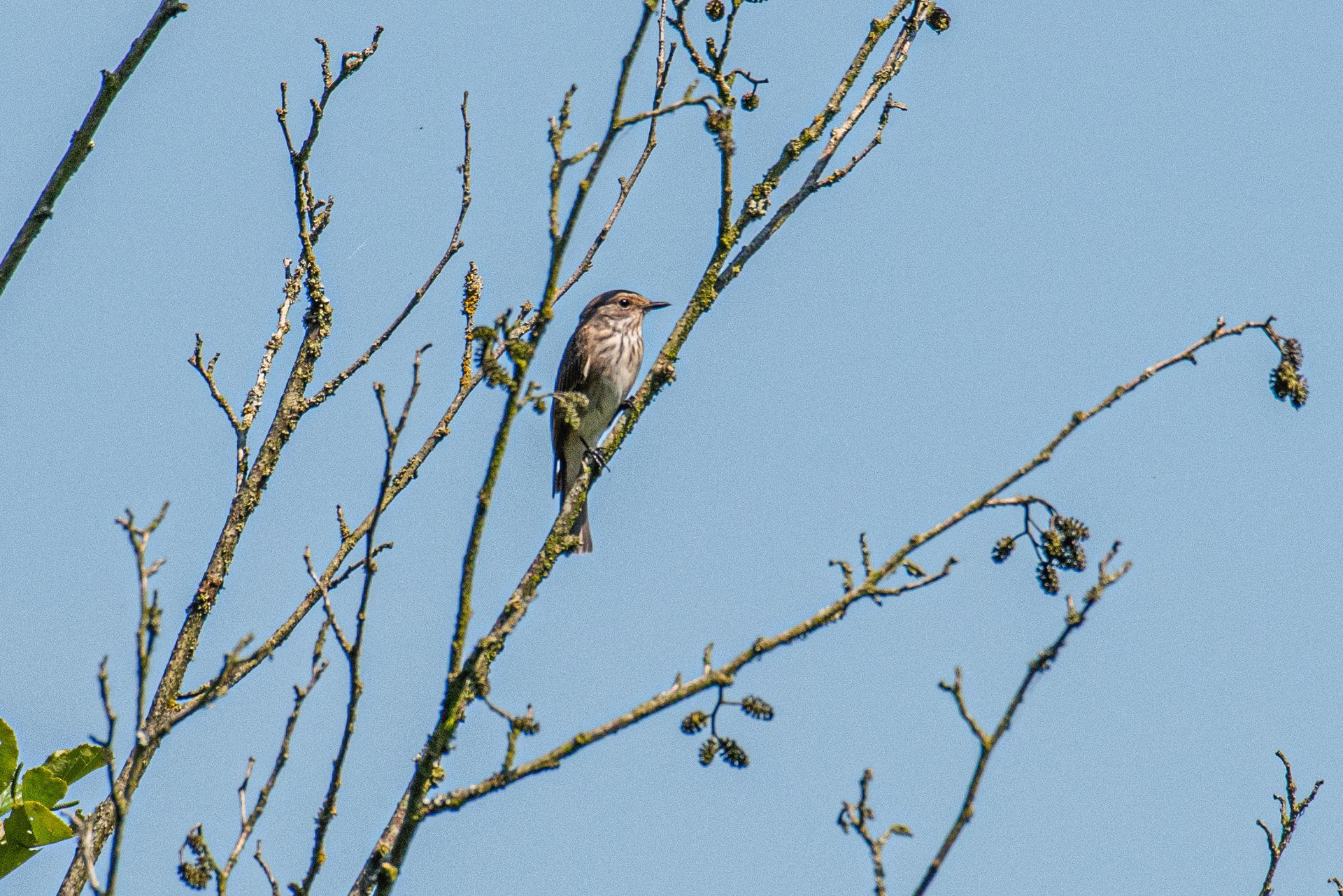 Een vogel zit op een kale boomtak tegen een blauwe hemel.