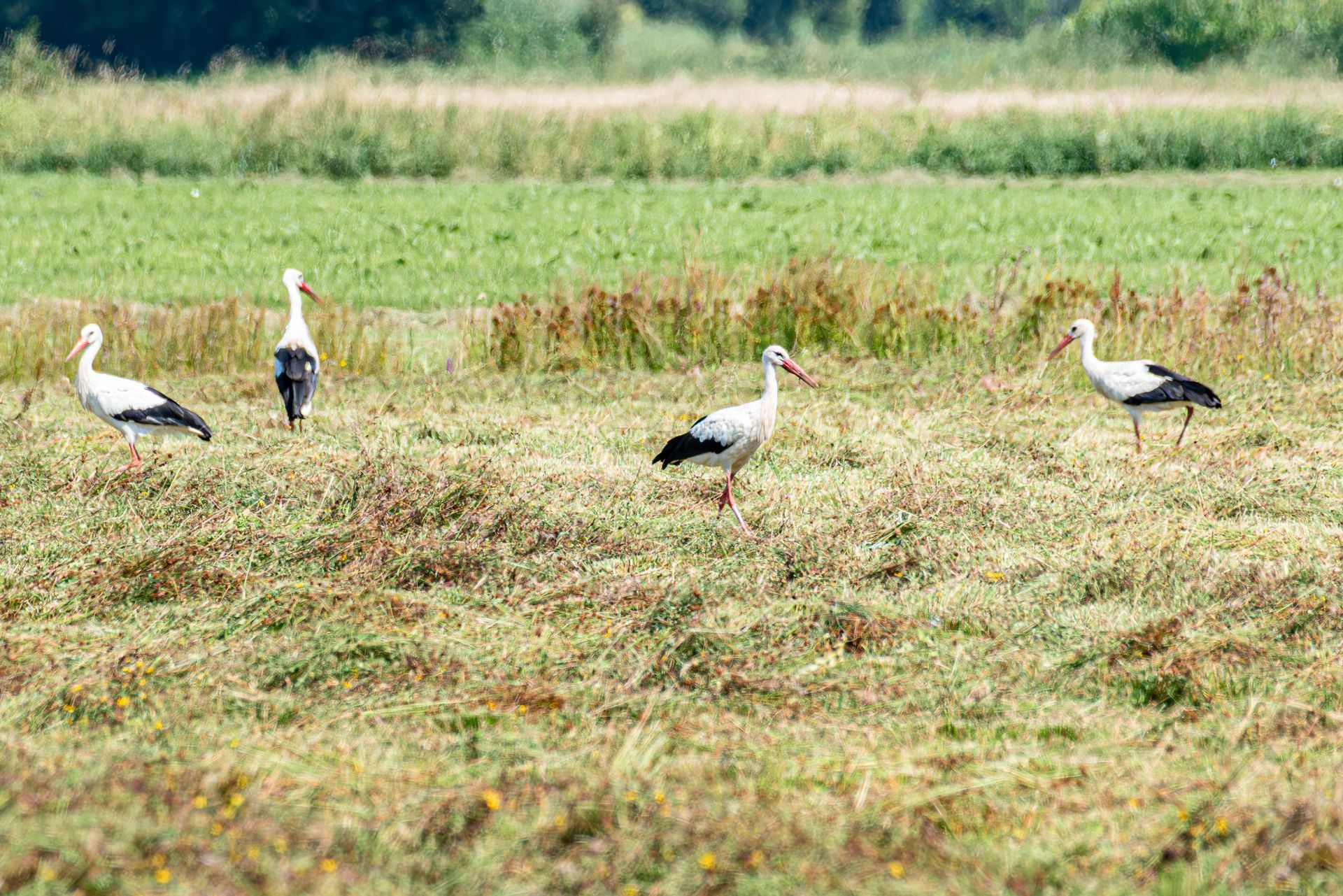 Vijf witte ooievaars met zwarte vleugeltips staan ​​in een grasveld.