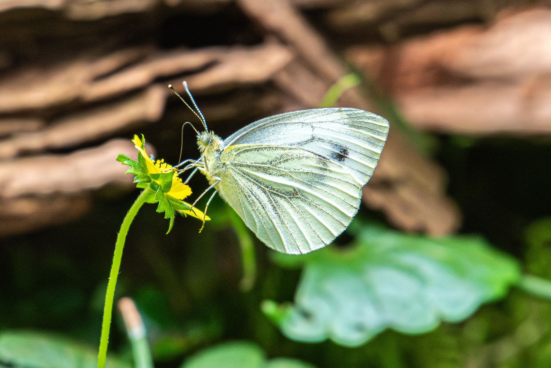 Een witte vlinder met een zwarte stip op een gele bloem.
