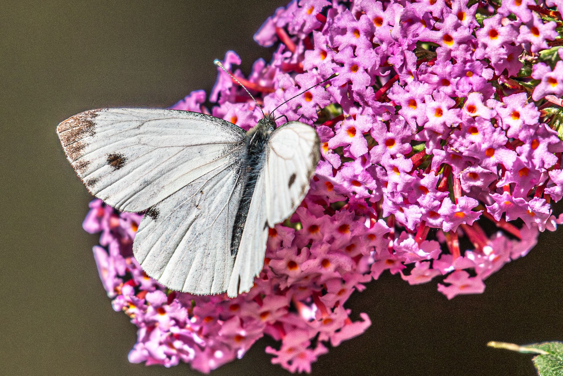 Witte vlinder met zwarte stippen op een roze bloemtros.