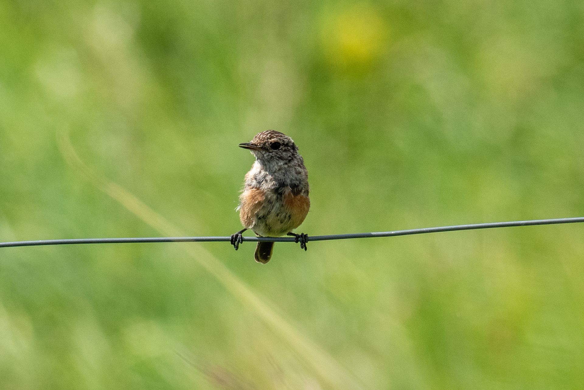 Klein vogeltje met gespikkelde bruine veren, zittend op een dunne draad, met een groene achtergrond.