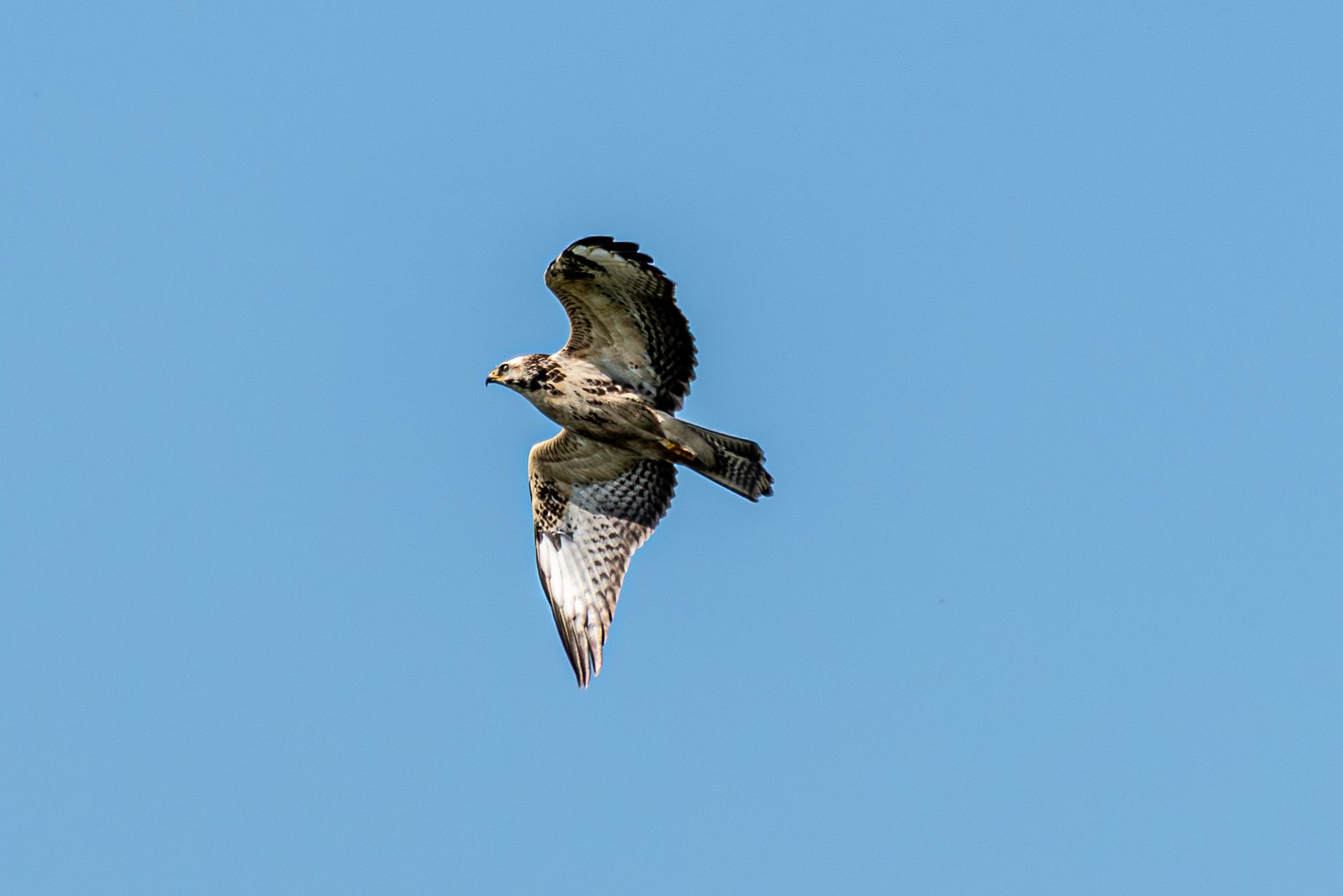Een roofvogel met gespreide vleugels tegen een blauwe hemel.