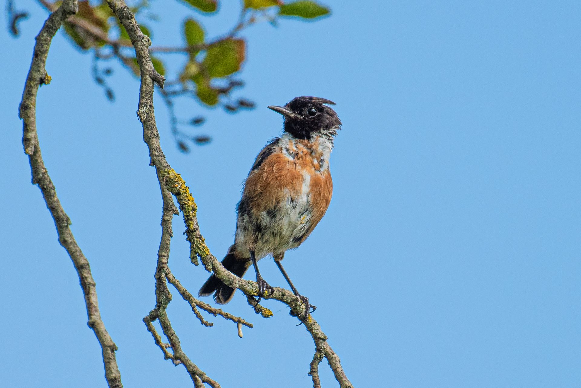 Een vogel met een gespikkelde bruine borst en een zwarte kop zit op een boomtak tegen een blauwe hemel.