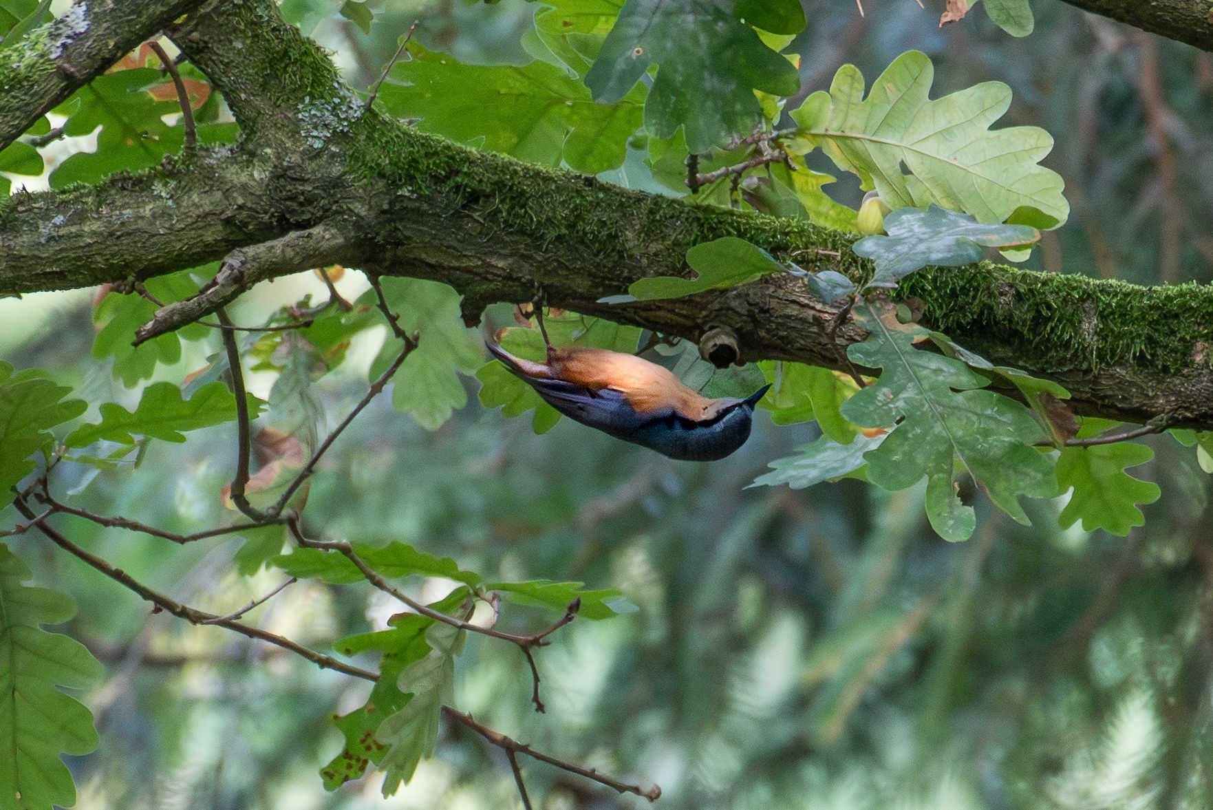 Vogel met oranje buik en blauwgrijze rug, die ondersteboven aan een met mos begroeide boomtak tussen groene bladeren hangt.
