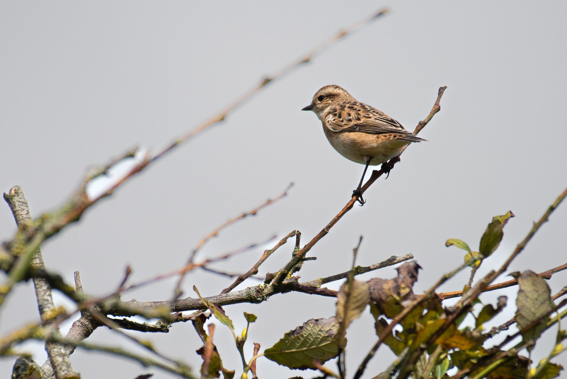 Een klein, gespikkeld vogeltje zit op een tak en kijkt naar links. Tegen een grijze hemel.