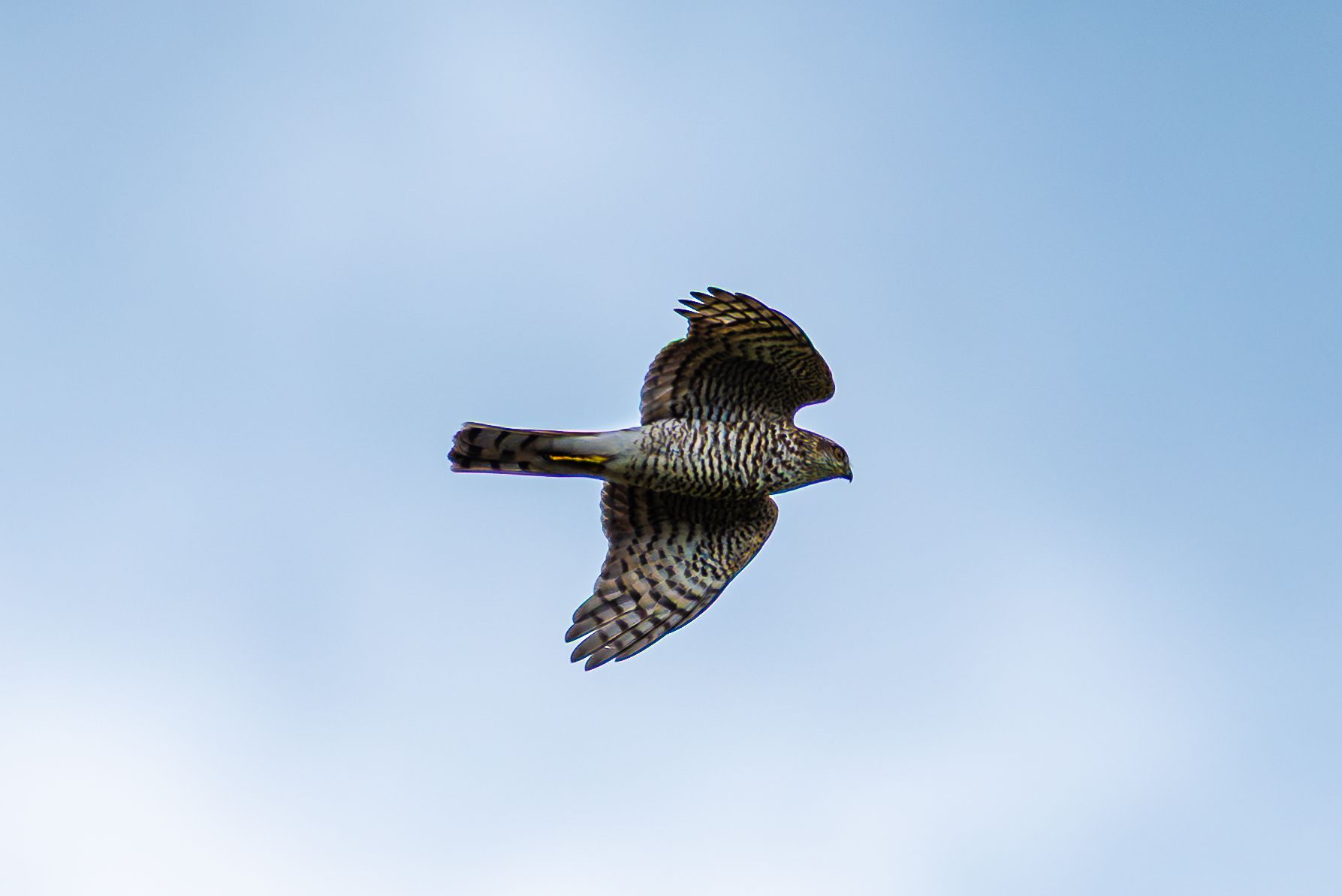 Een havik in vlucht tegen een blauwe lucht, met gespreide vleugels en donkere strepen.
