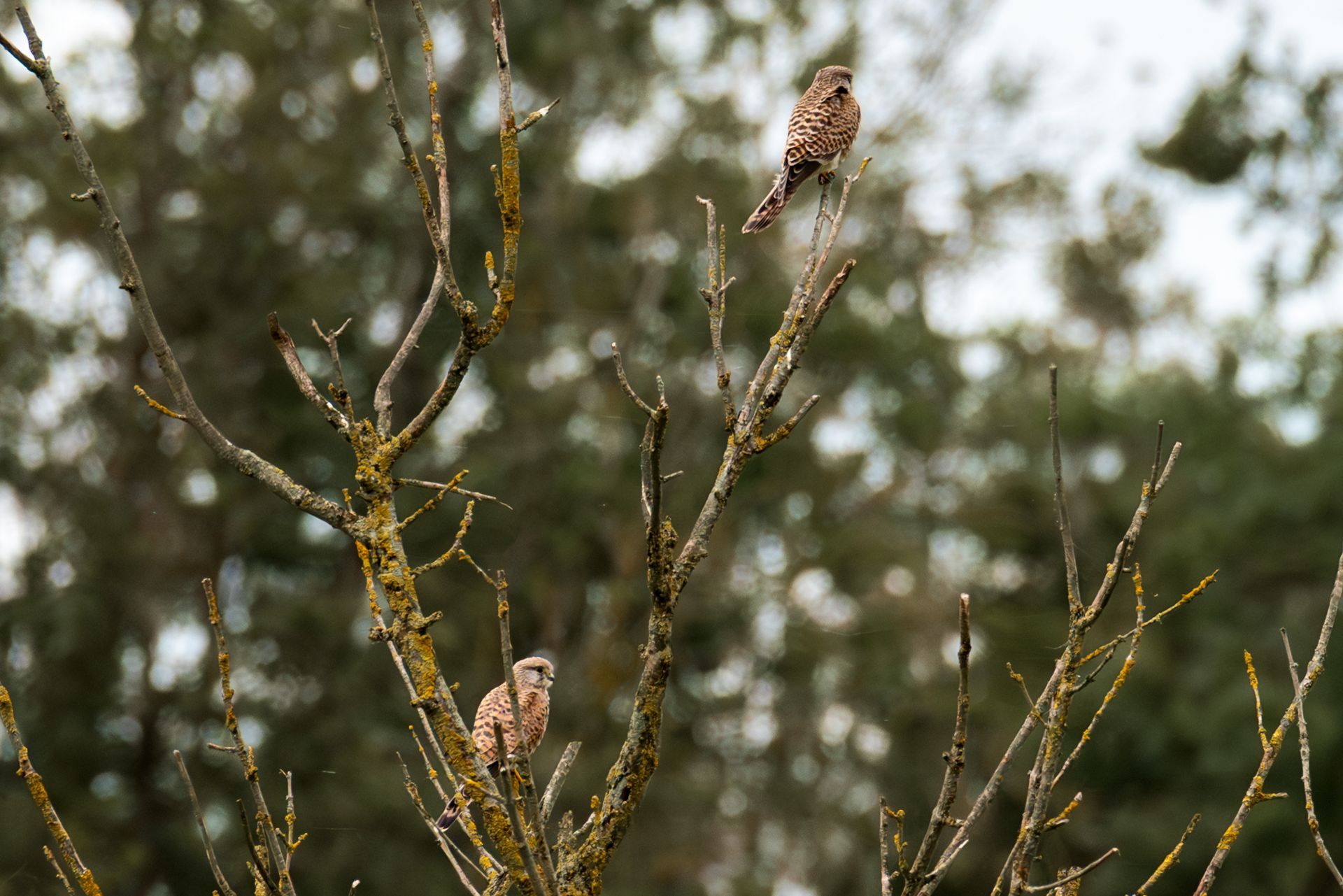 Twee roofvogels zitten op kale boomtakken tegen een wazige achtergrond.