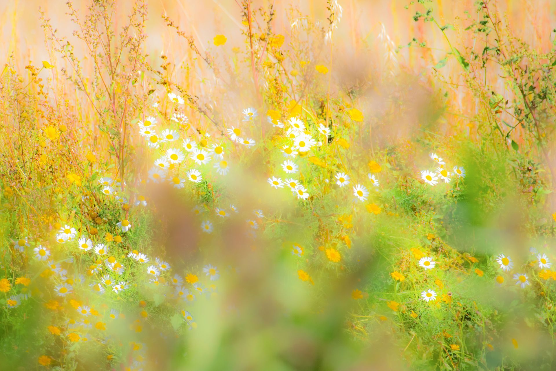 Gele en witte wilde bloemen in een wazig groen en goudkleurig veld.