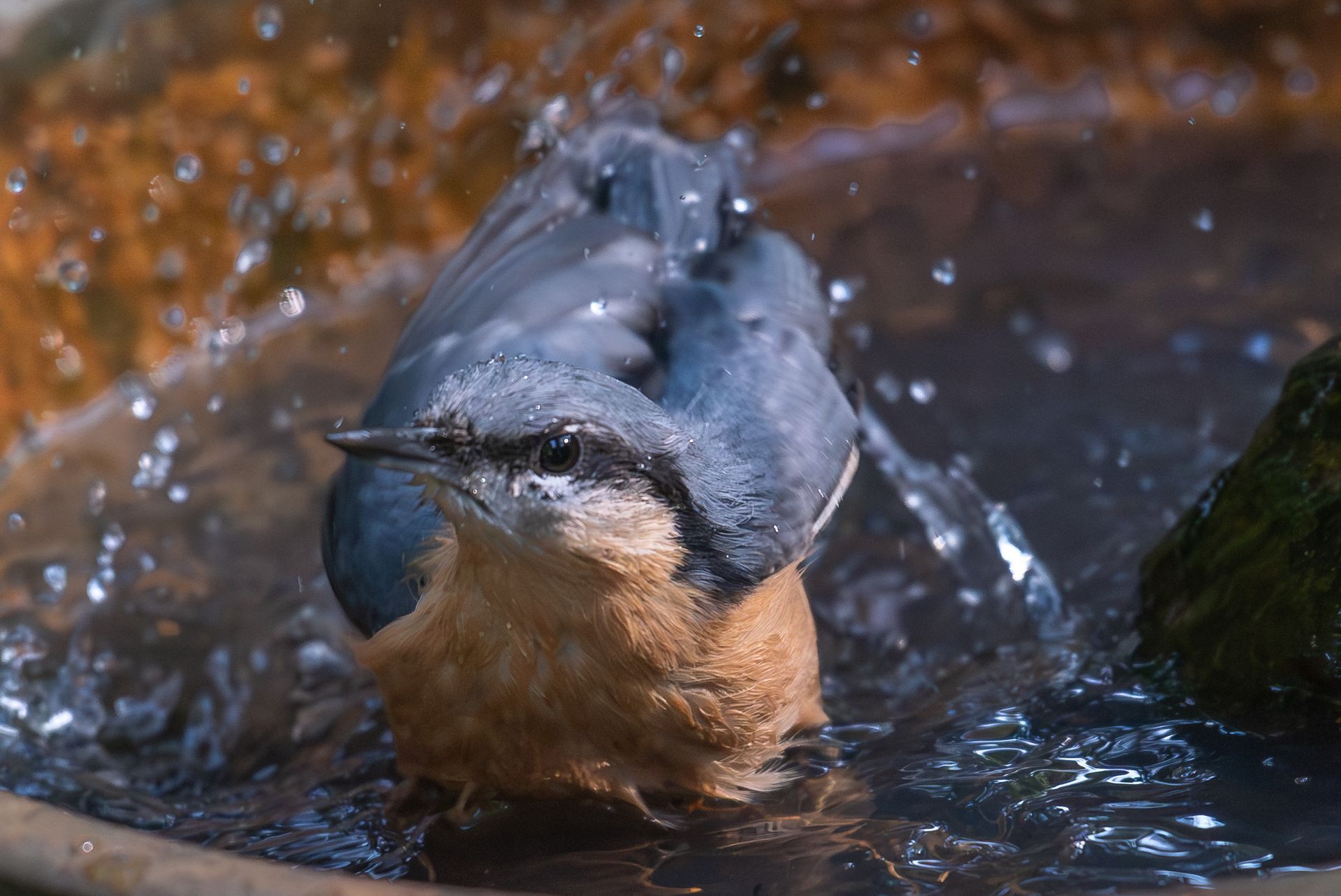 Een klein vogeltje met een grijsblauwe rug en een oranje buik spettert in een vogelbad.