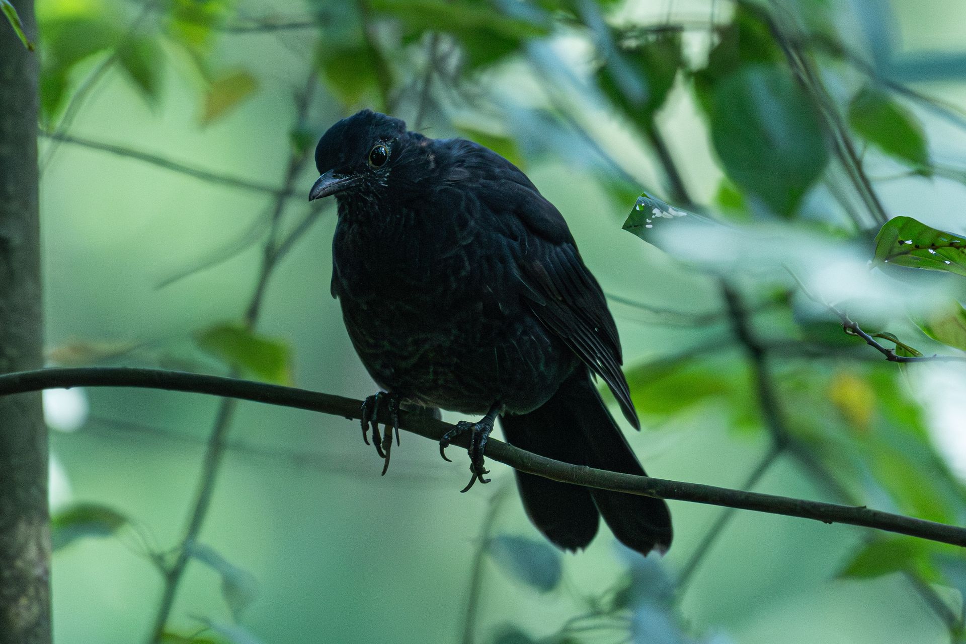 Een zwarte vogel zit op een tak, omringd door groen gebladerte.