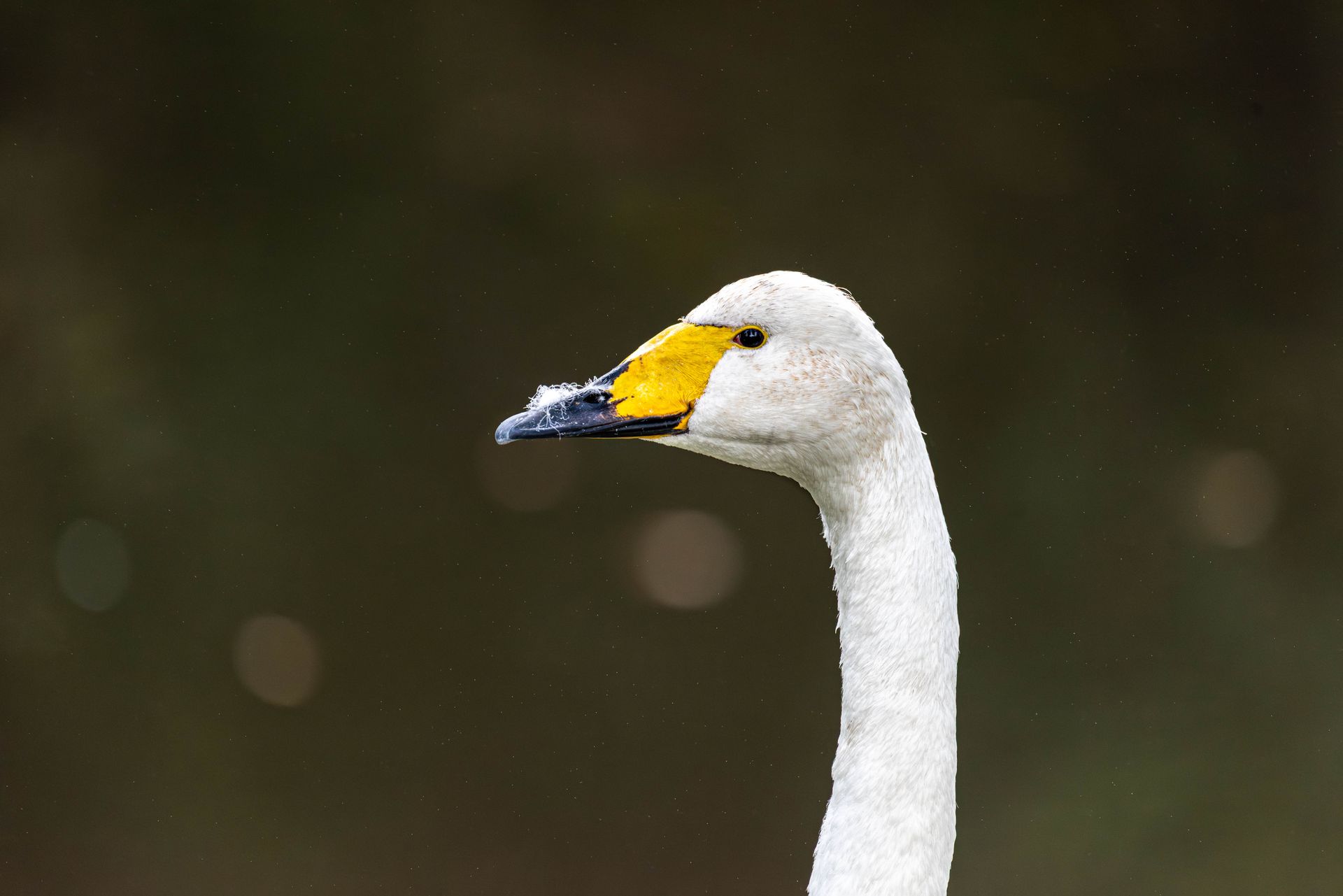 Zwaan met geel-zwarte snavel, witte veren en lange nek tegen een wazige achtergrond.