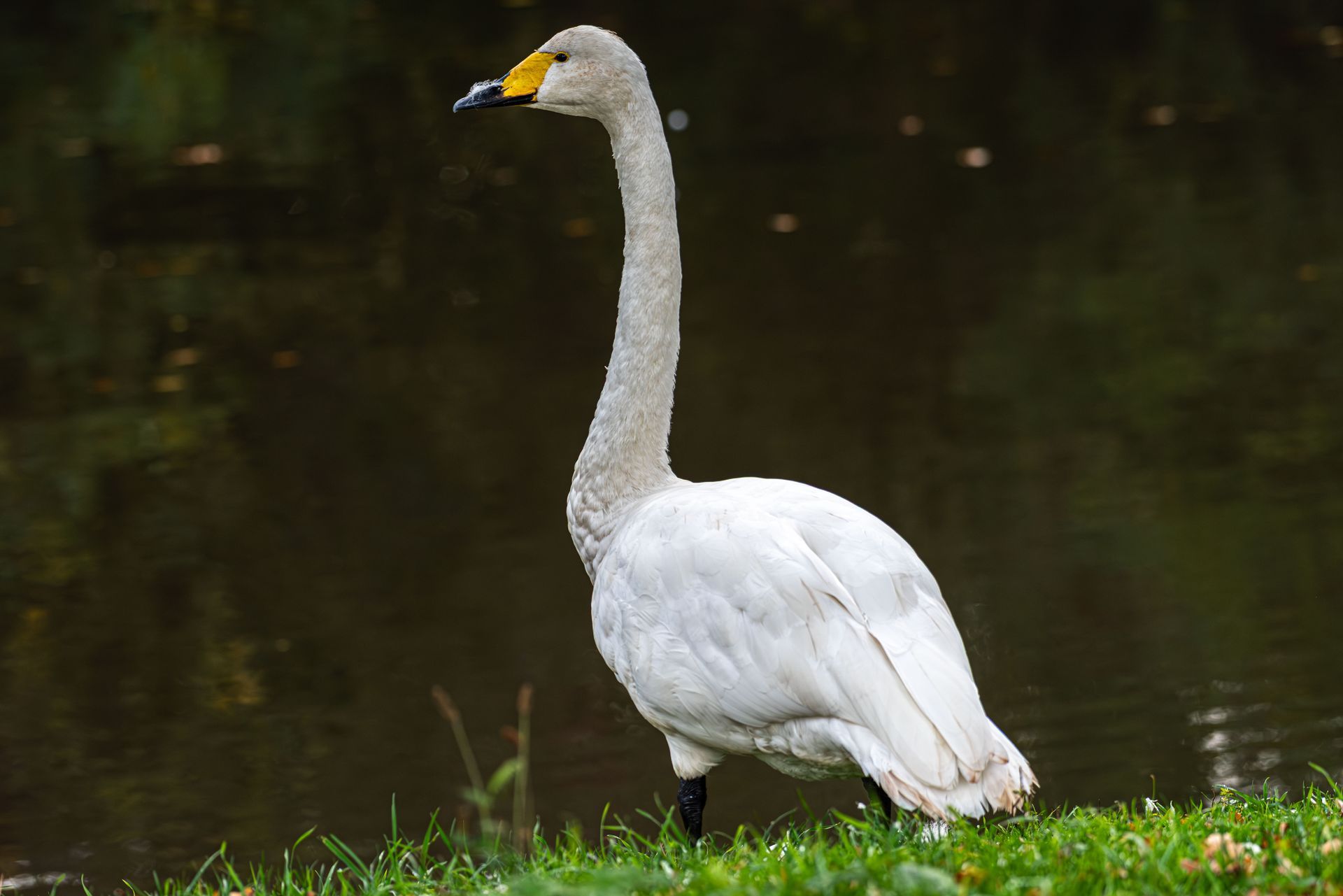 Zwaan met gele snavel en zwarte poten, staand op groen gras vlakbij het water.