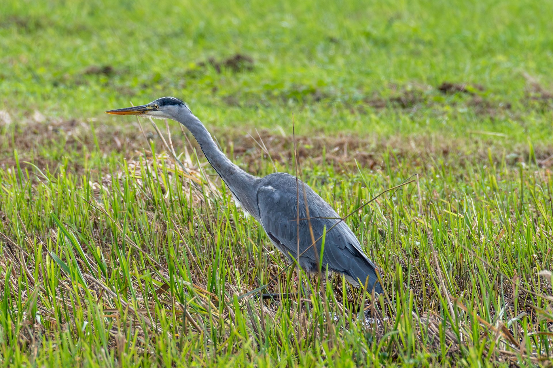 Grijze reiger staand in hoog groen gras.