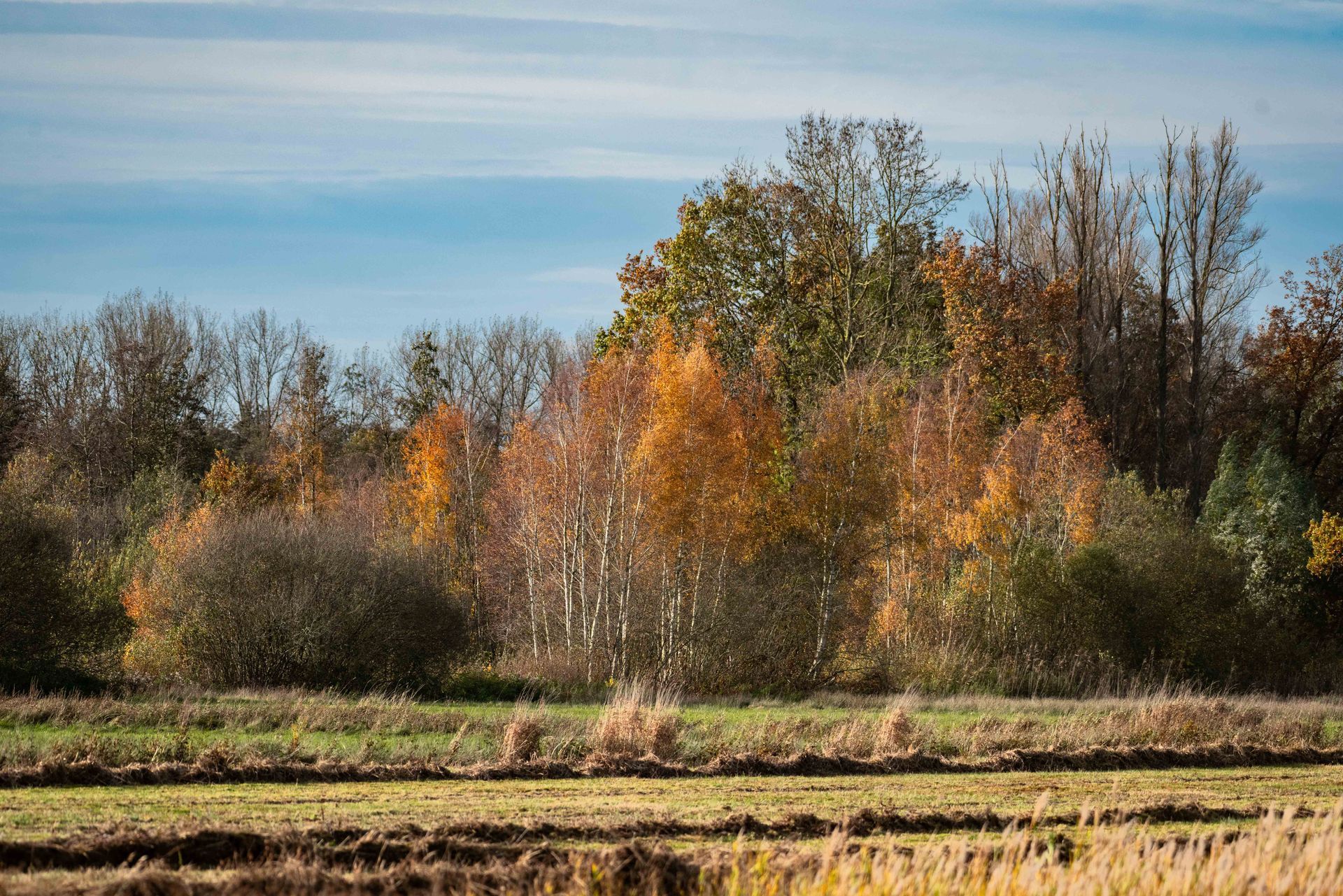 Herfstbomen met kleurrijk gebladerte staan ​​langs de rand van een geoogst veld onder een blauwe hemel.