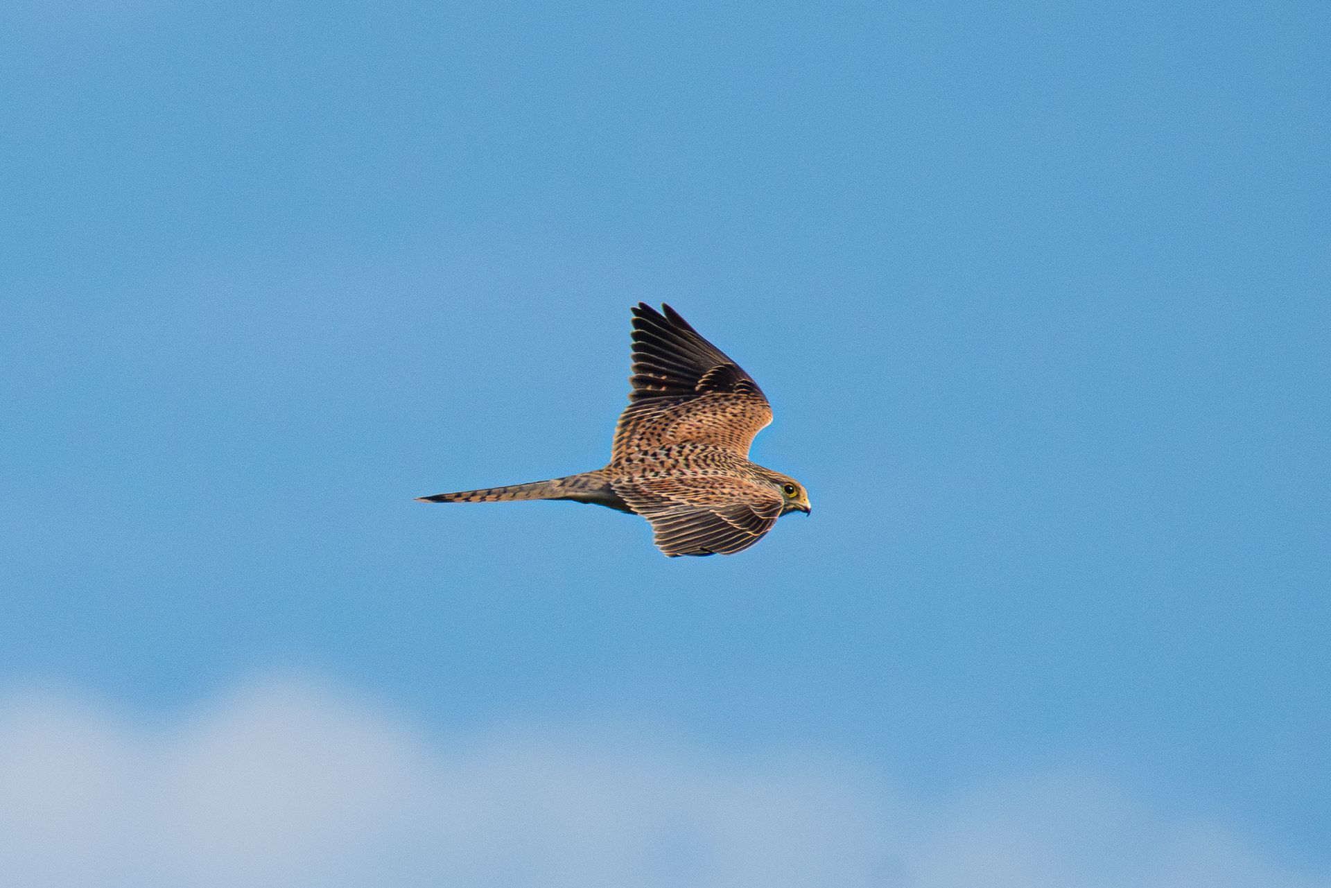 Een roofvogel met gevlekte vleugels vliegt in een blauwe lucht.