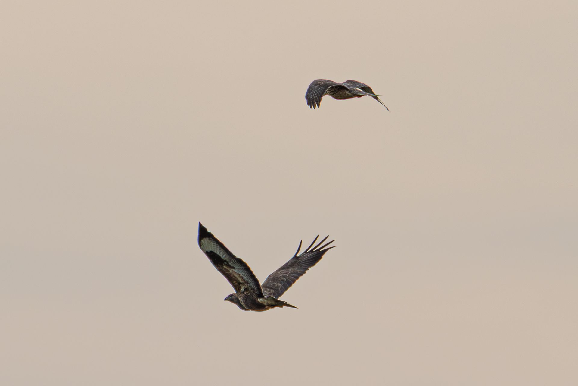 Twee donkere roofvogels zweven tegen een bleke hemel.