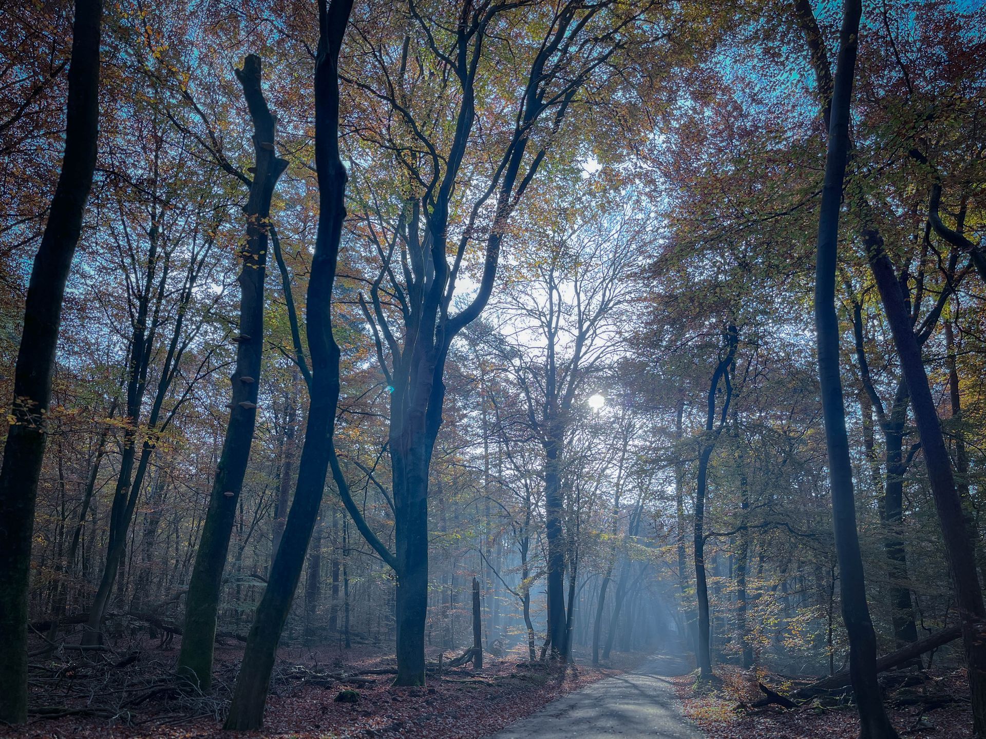 Een bospad met bomen, zonlicht en gevallen bladeren.