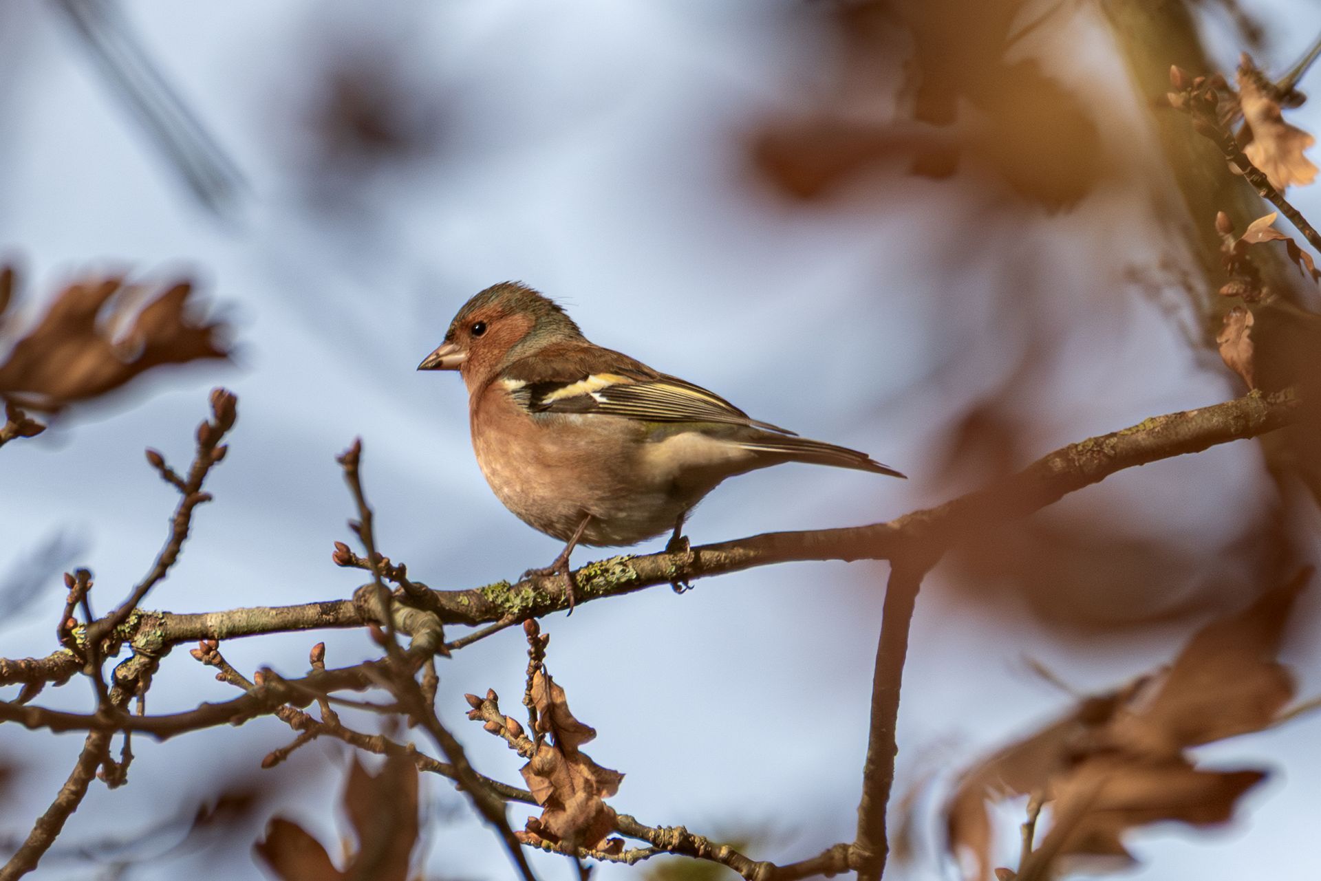 Een vink met bruin en beige verenkleed zit op een kale tak tegen een wazige hemel.
