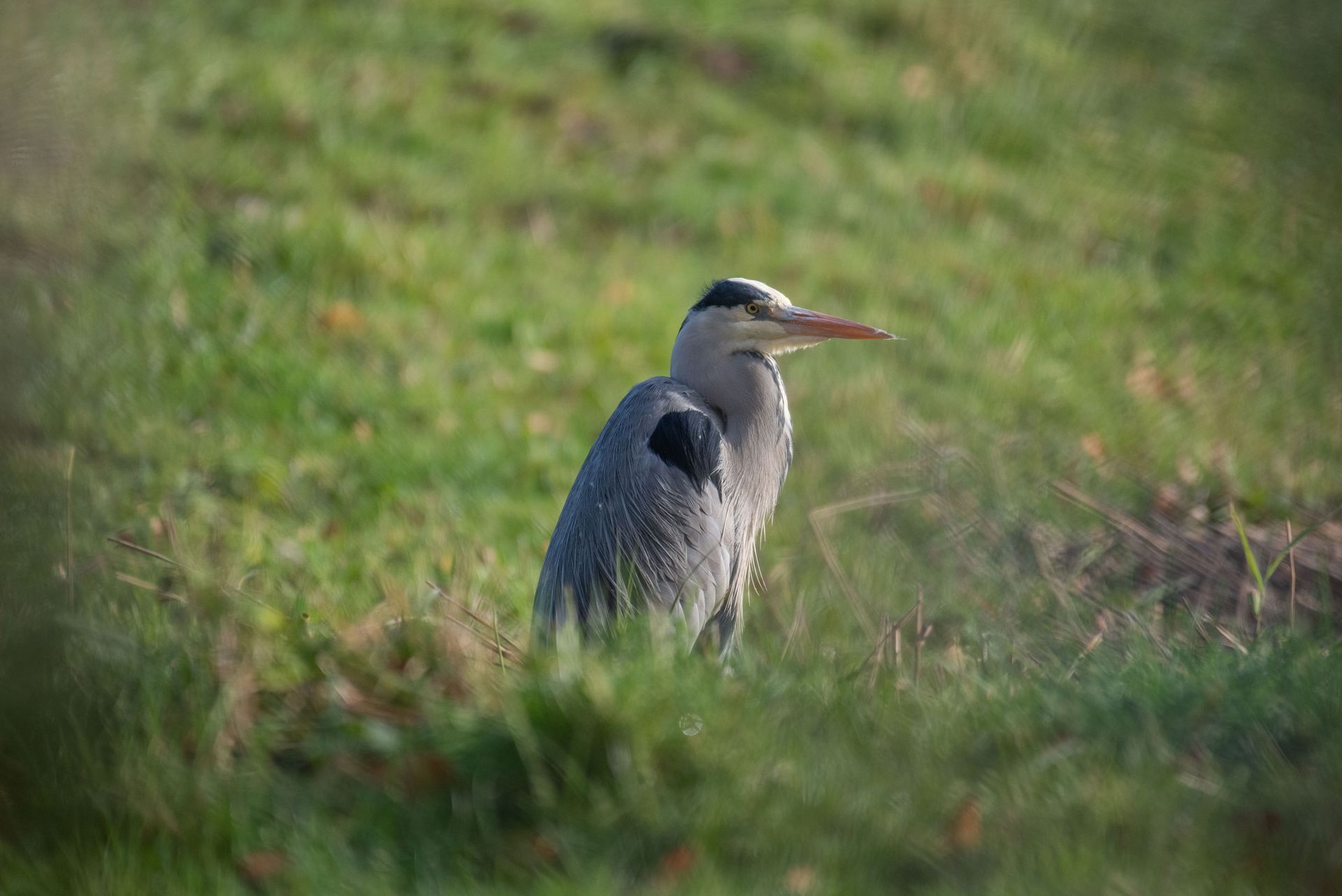 Grijze reiger staand in het groene gras.