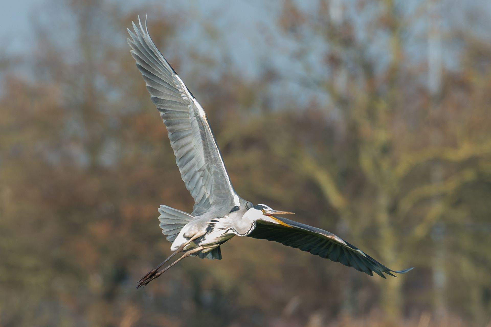 Grijze reiger in vlucht, met gespreide vleugels, tegen een wazige achtergrond van bomen en blauwe lucht.