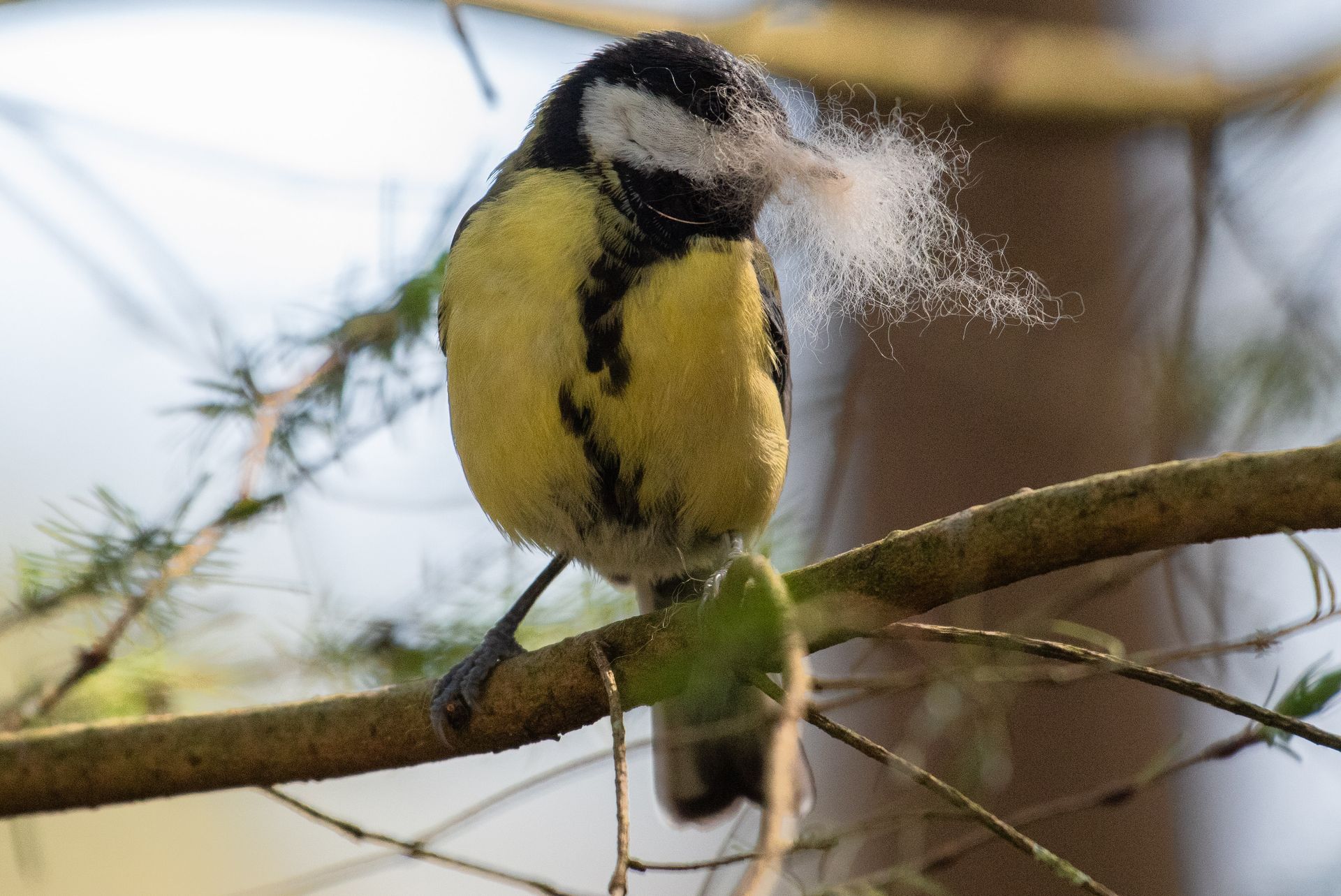 Een koolmees zit op een tak, met een plukje veren in de lucht vlakbij.