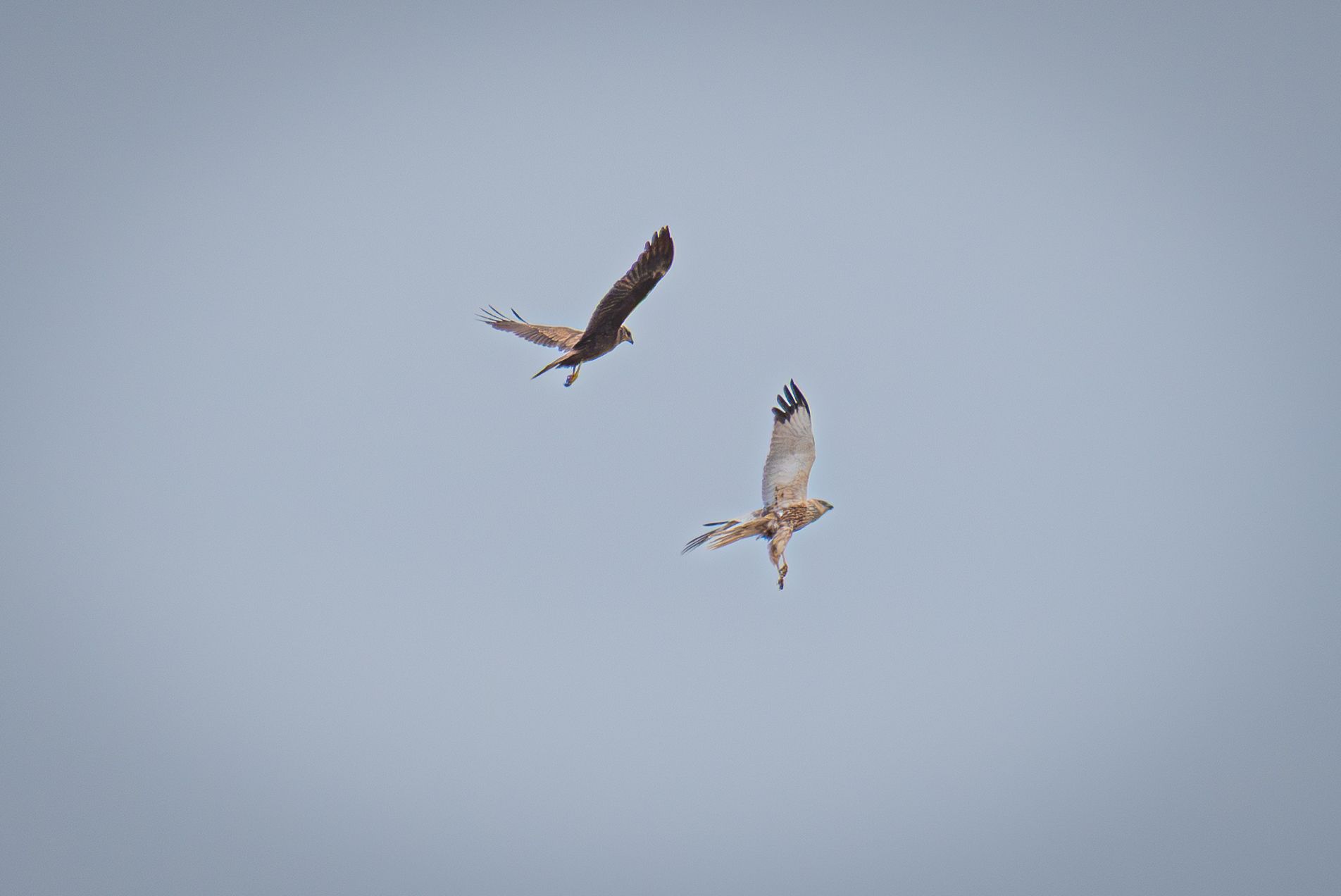 Twee vogels zweven tegen een lichtblauwe hemel.