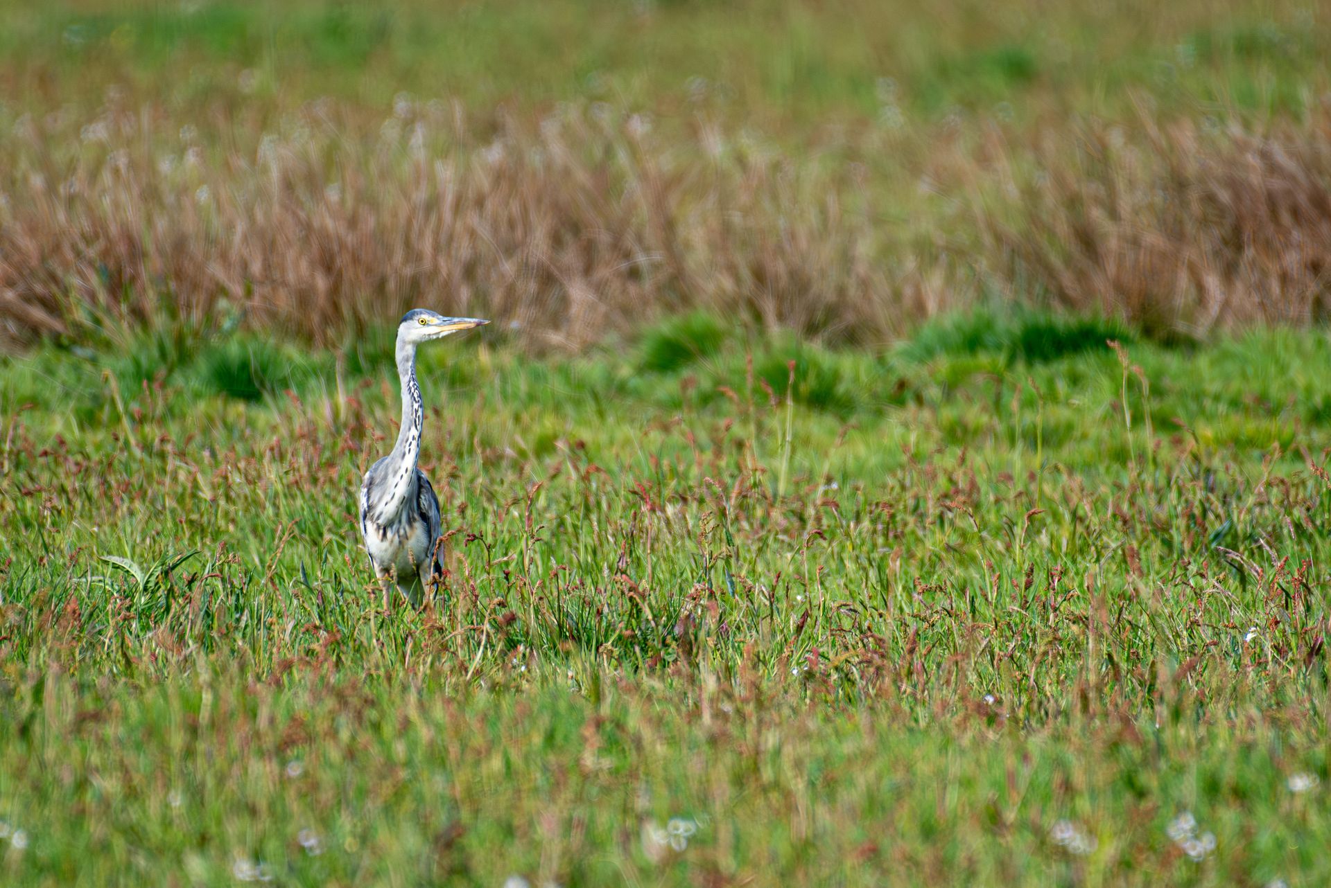Een reiger staat in een grasrijk moerasgebied met riet op de achtergrond.