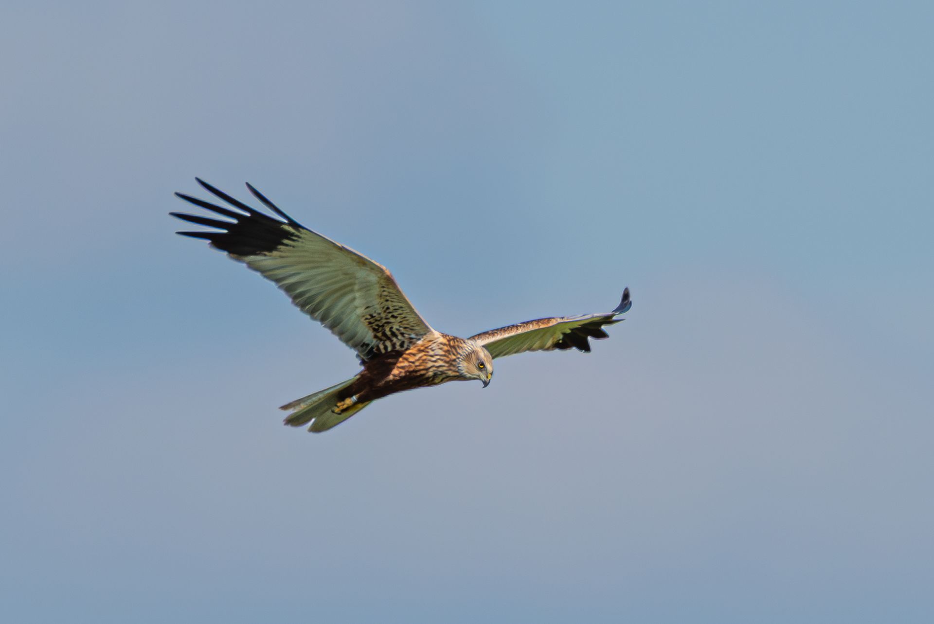 Bruine kiekendief glijdt door de lucht tegen een helderblauwe hemel, met volledig uitgestrekte vleugels.