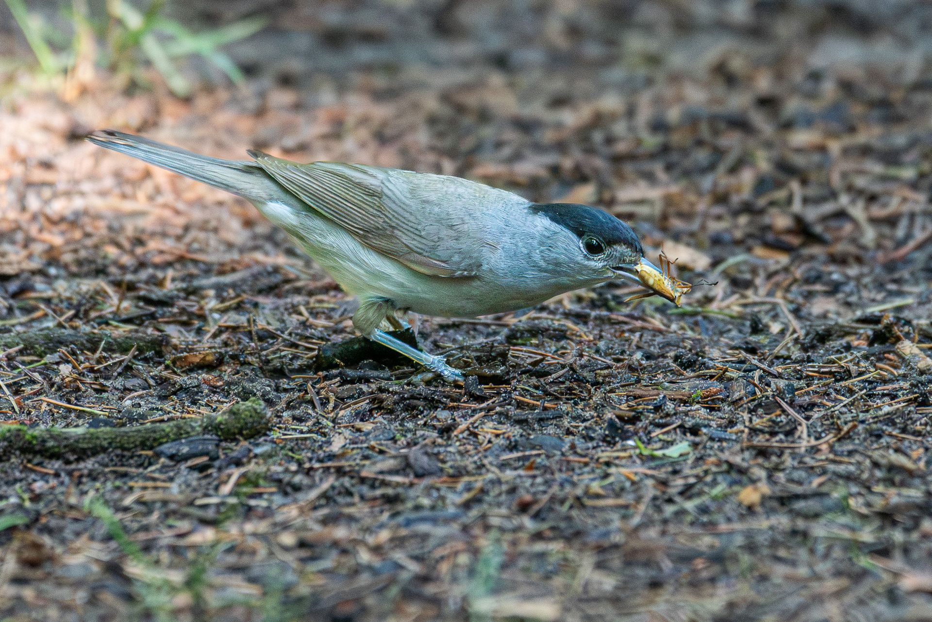 Zwartkop pikt naar voedsel op de bosbodem.