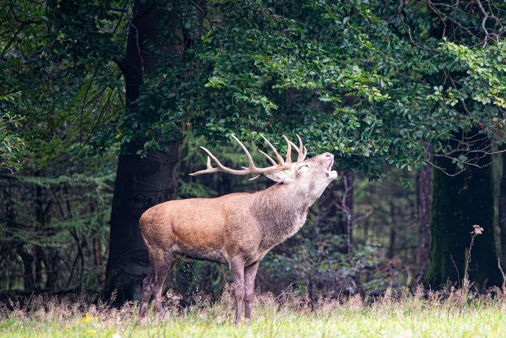 Een brullend edelhert in een bos, met een groot gewei en een wijd opengesperde bek.