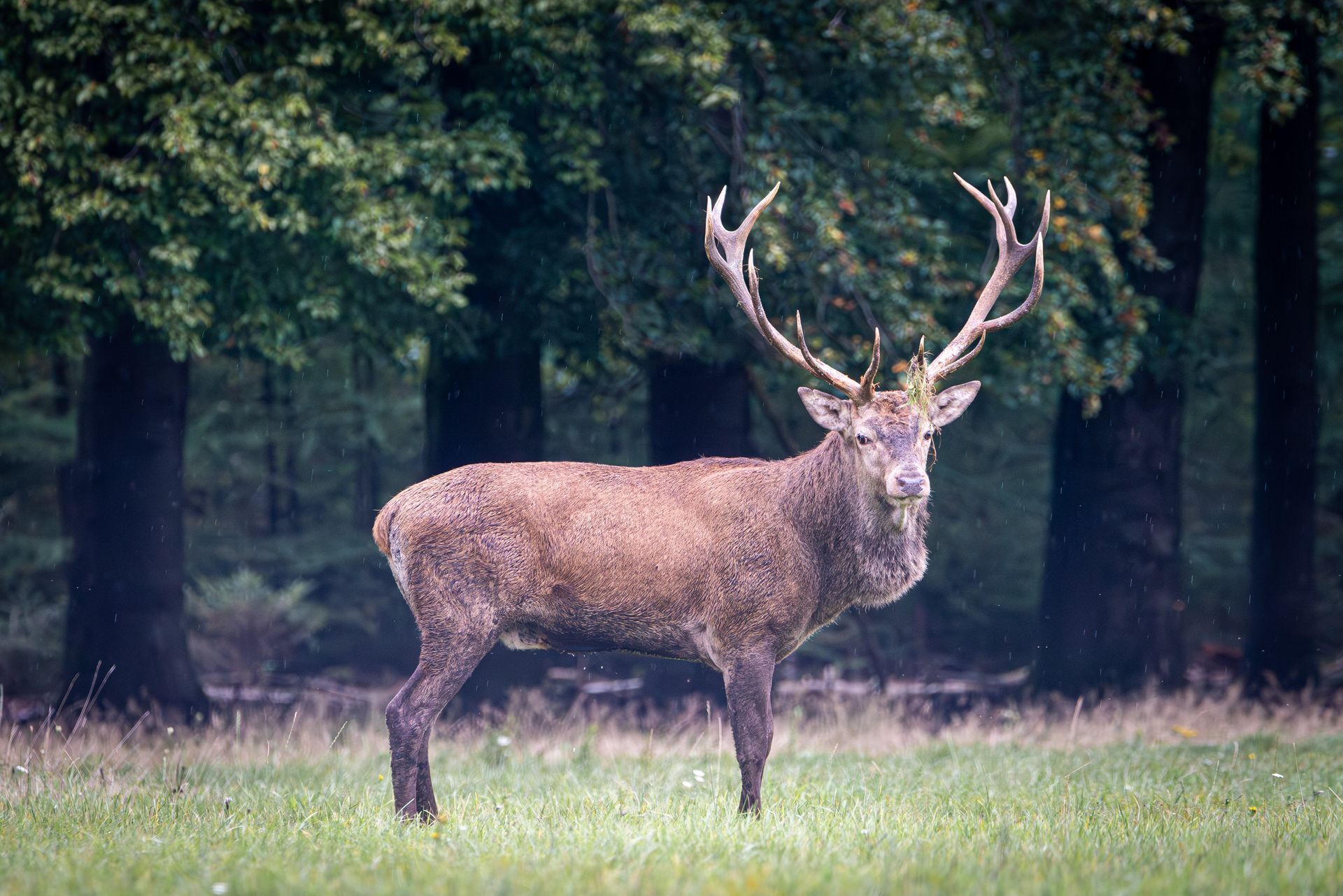 Bruin hert met groot gewei in een grasveld, met bomen op de achtergrond.