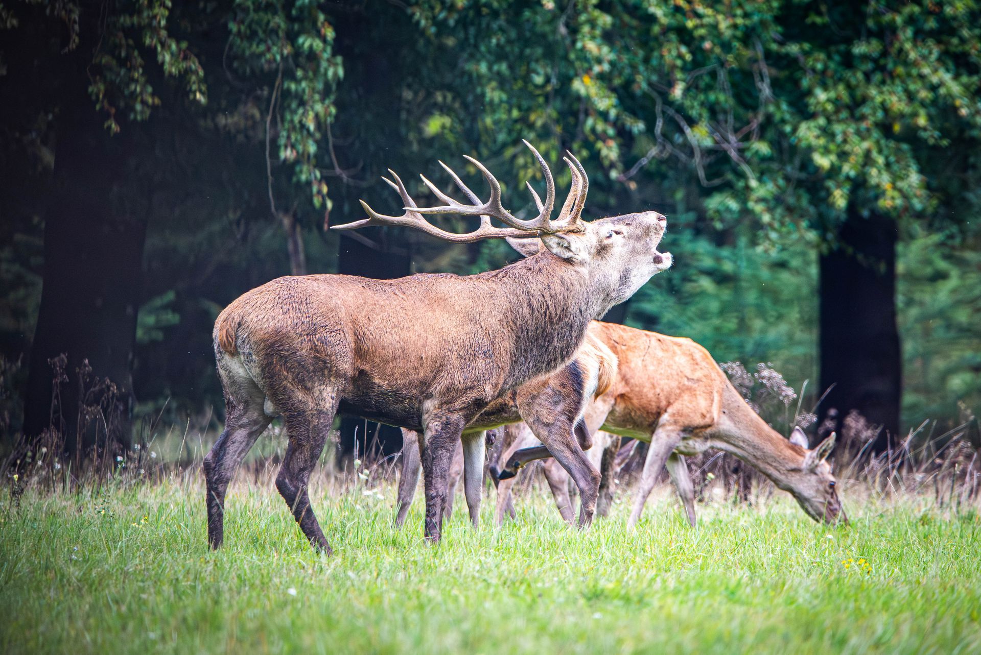 Een groot edelhert brult in een grasveld, terwijl andere herten op de achtergrond, bij de bomen, grazen.