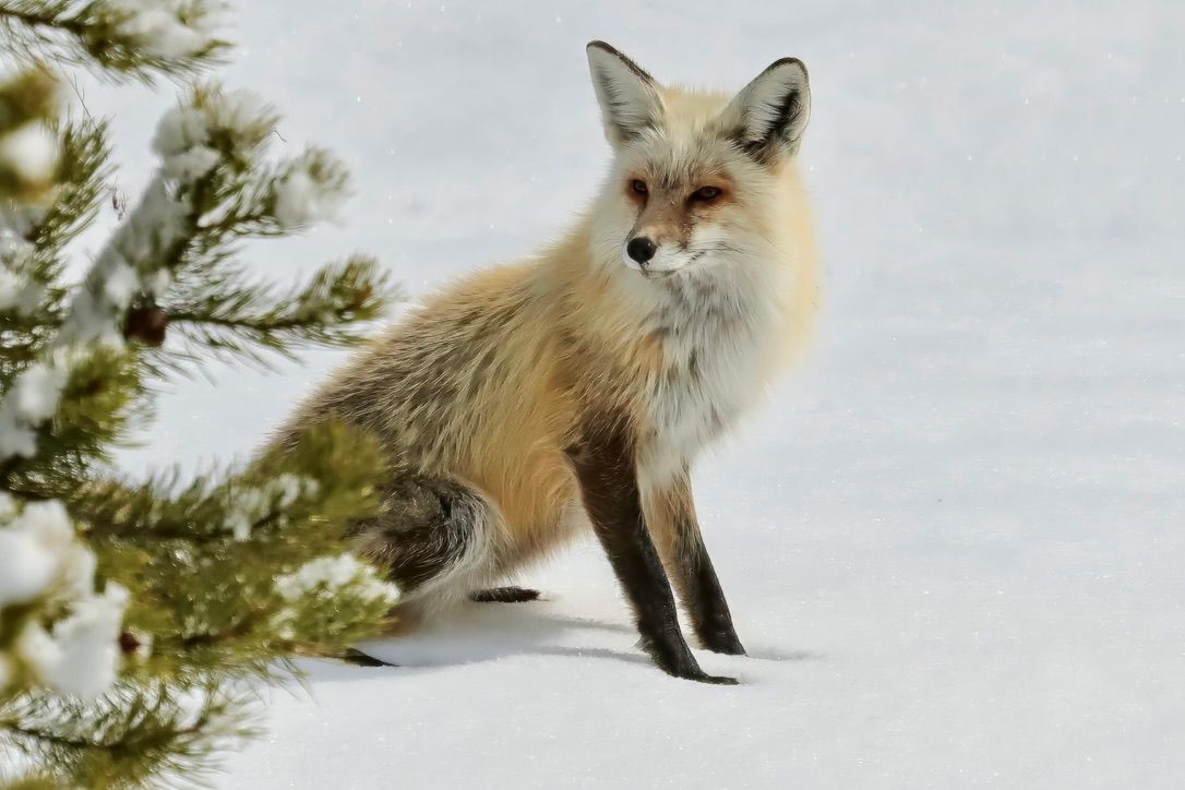 Red Fox of Yellowstone