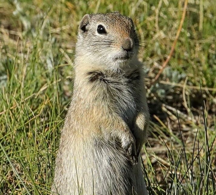 Small Varmints Varmints