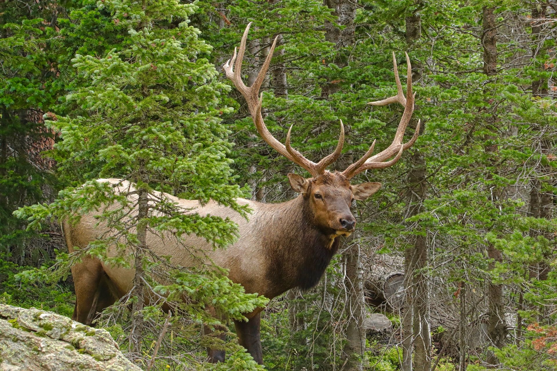 One Elk The Movement of Elk