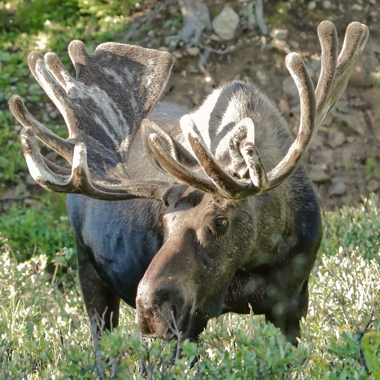 First Moose A