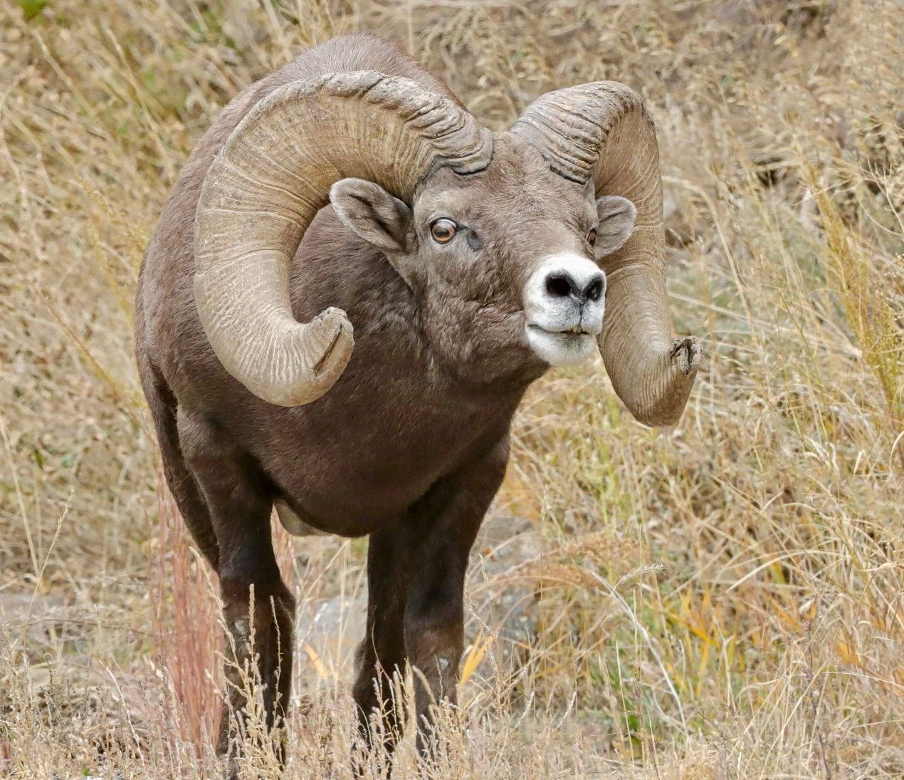 RMNPhotographer Rocky Mountain National Park Guided Tours Blog Post Things To Do In Estes Park Massive Bighorn Ram