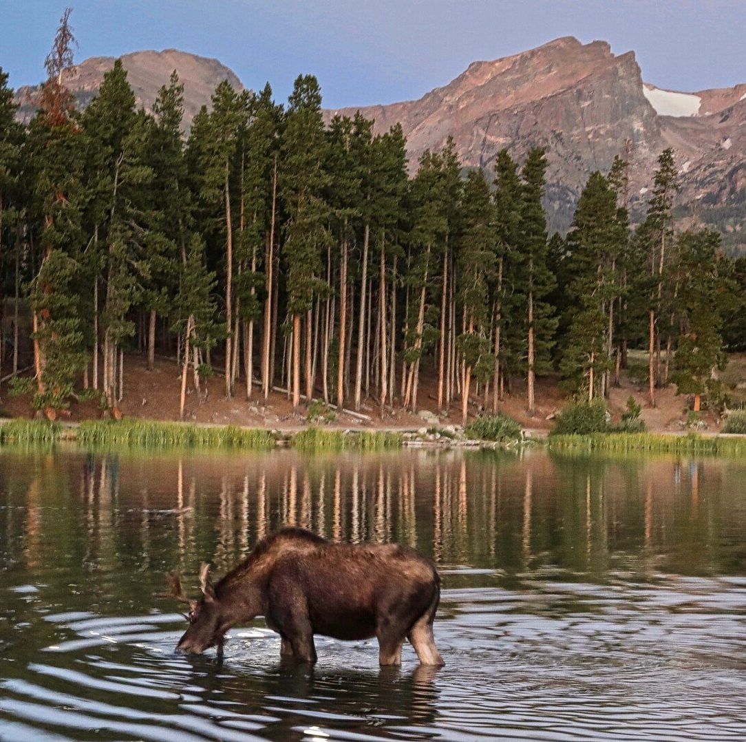 RMNPhotographer Rocky Mountain National Park Guided Tours Blog Post Things To Do In Estes Park Moose in Sprague Lake